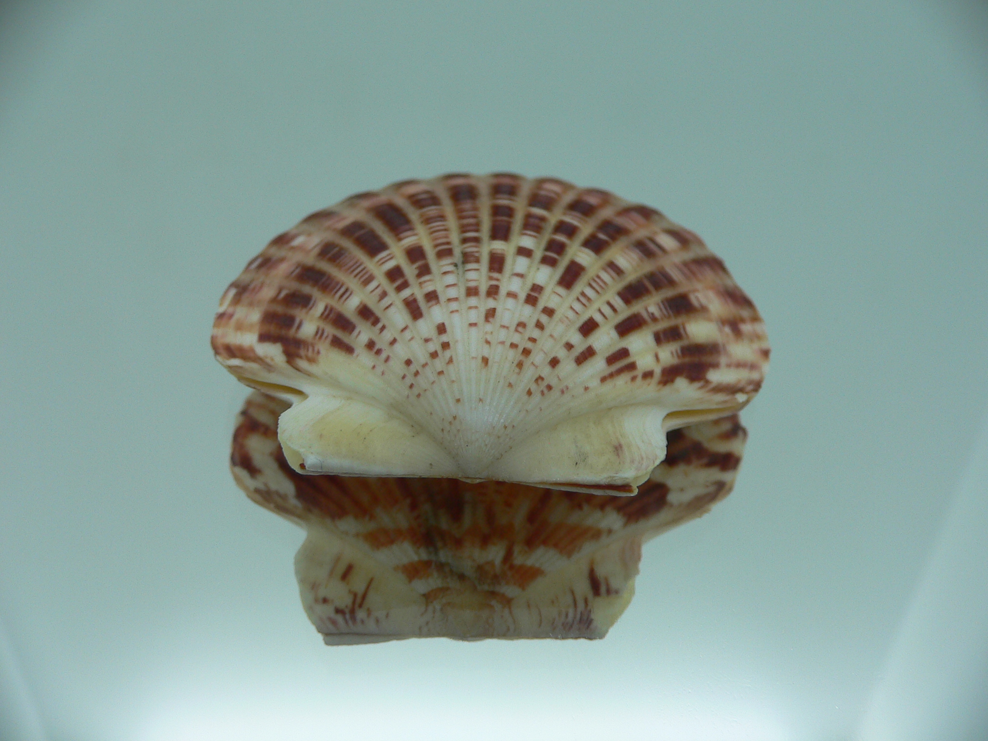Annachlamys striatula SUPER COLOR