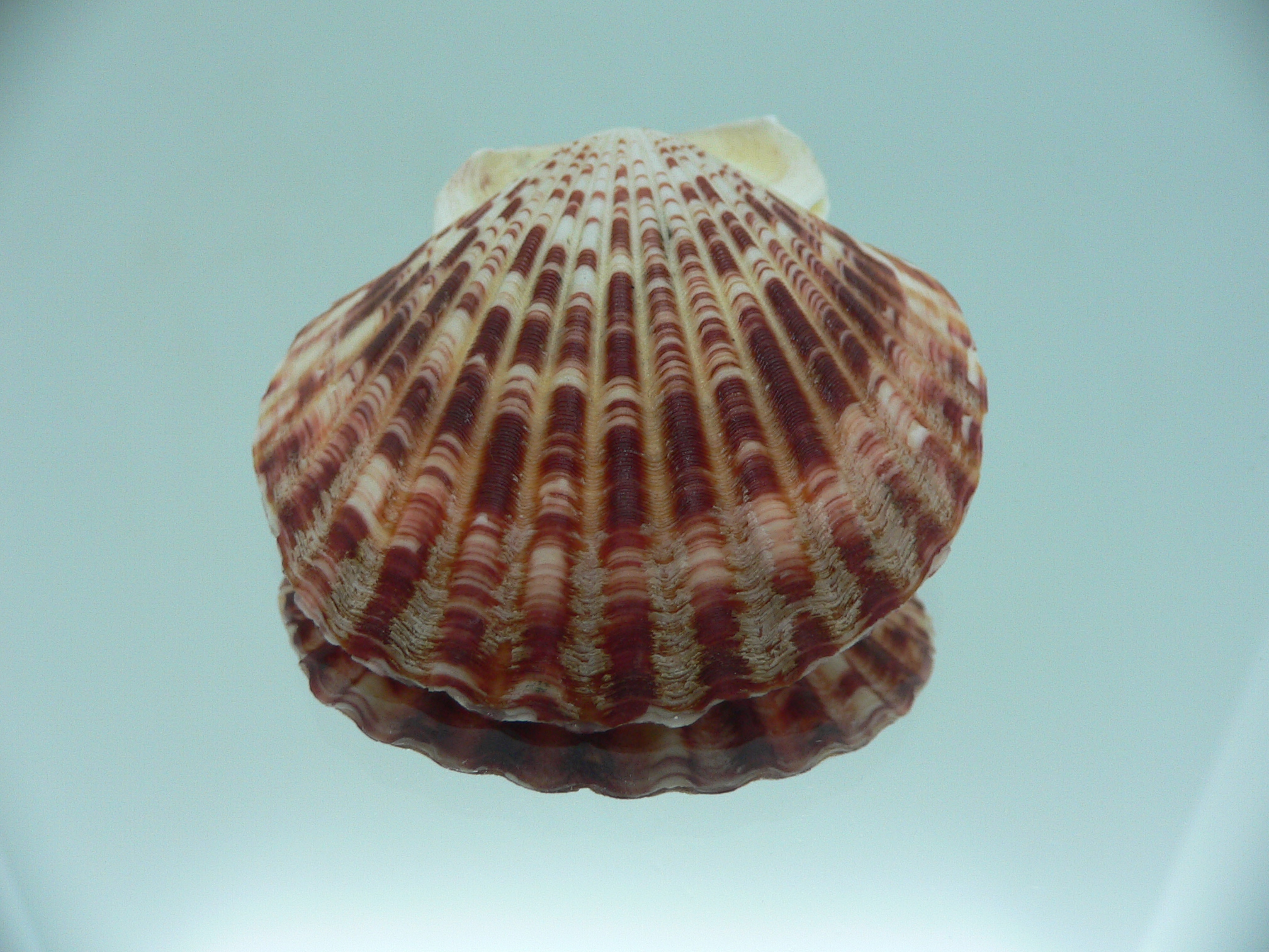 Annachlamys striatula SUPER COLOR
