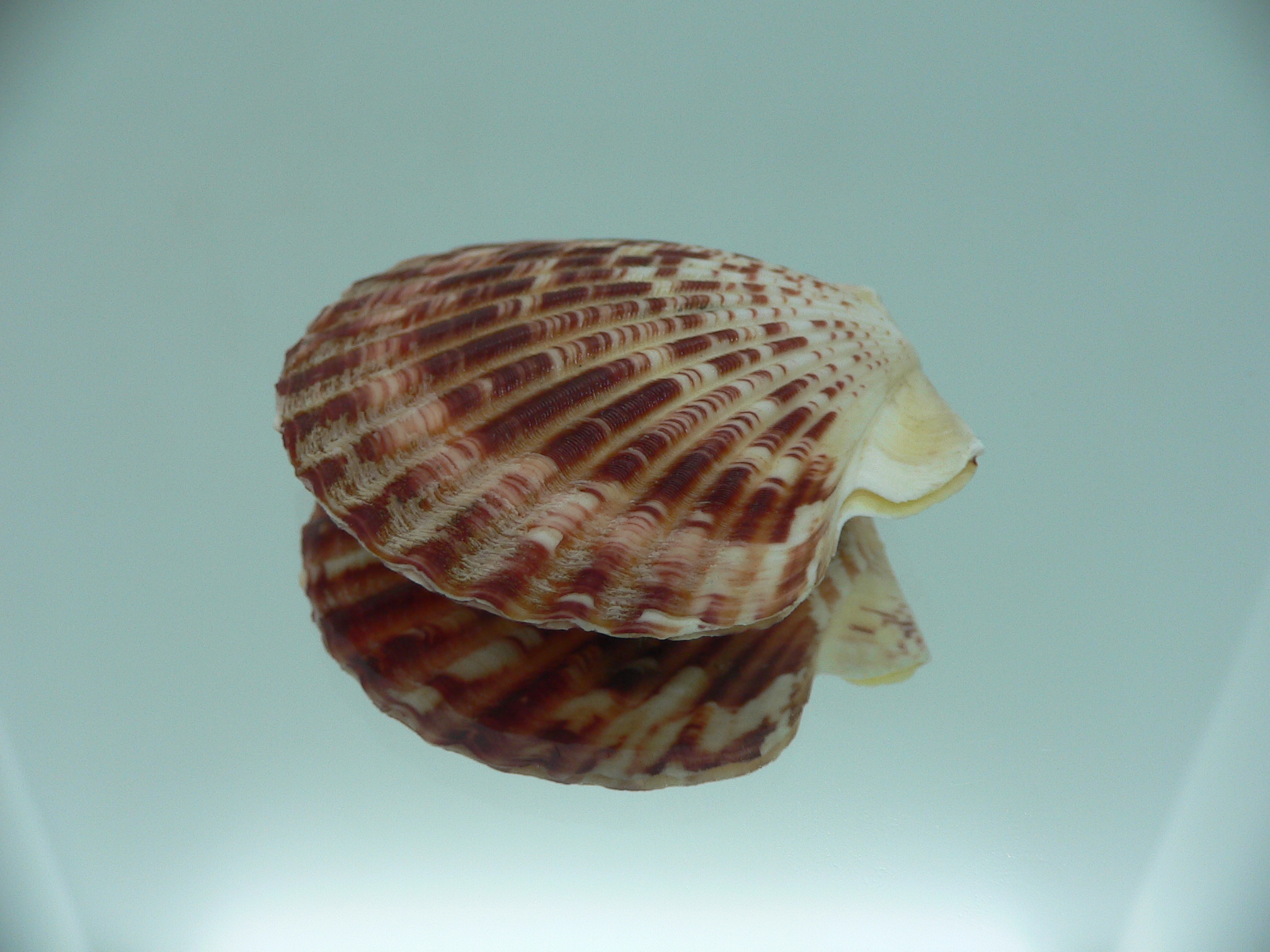 Annachlamys striatula SUPER COLOR