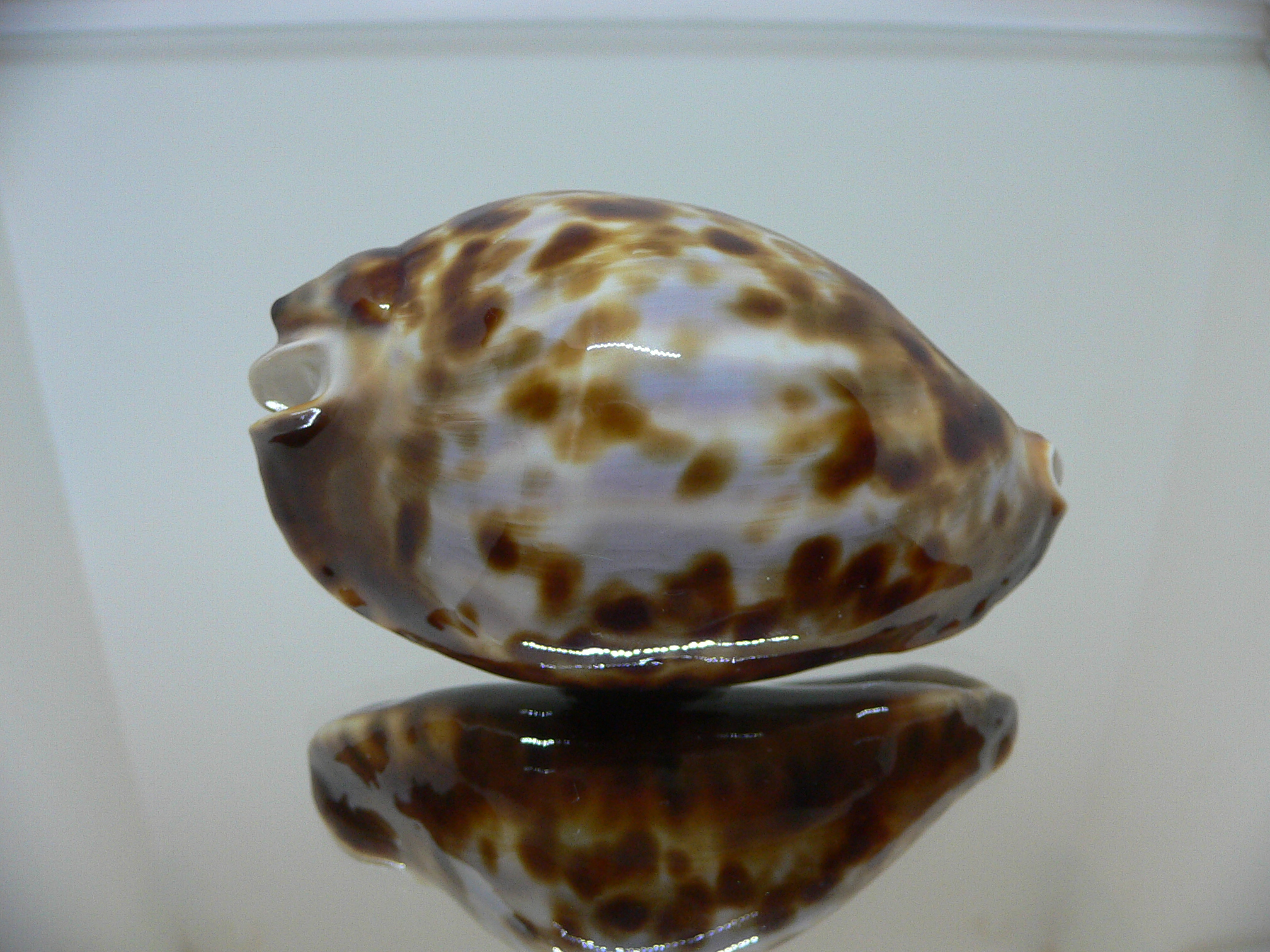 Cypraea friendii frendii DARK BASE