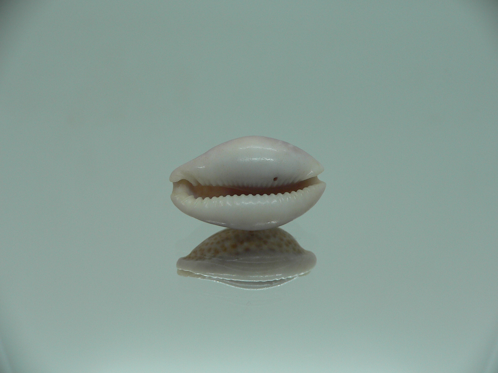 Cypraea albuginosa RARE but Fresh dead 2