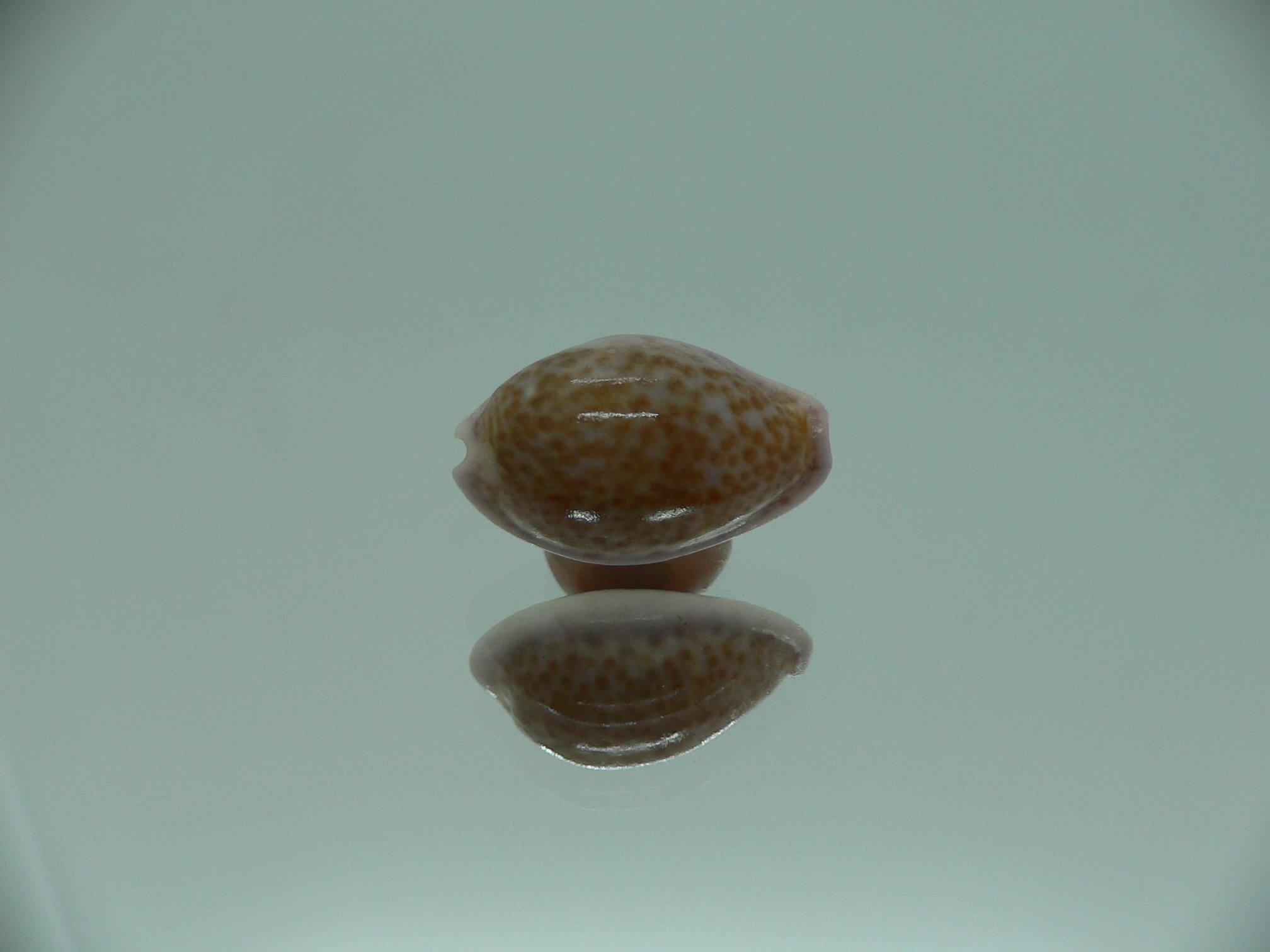 Cypraea albuginosa RARE but Fresh dead 2