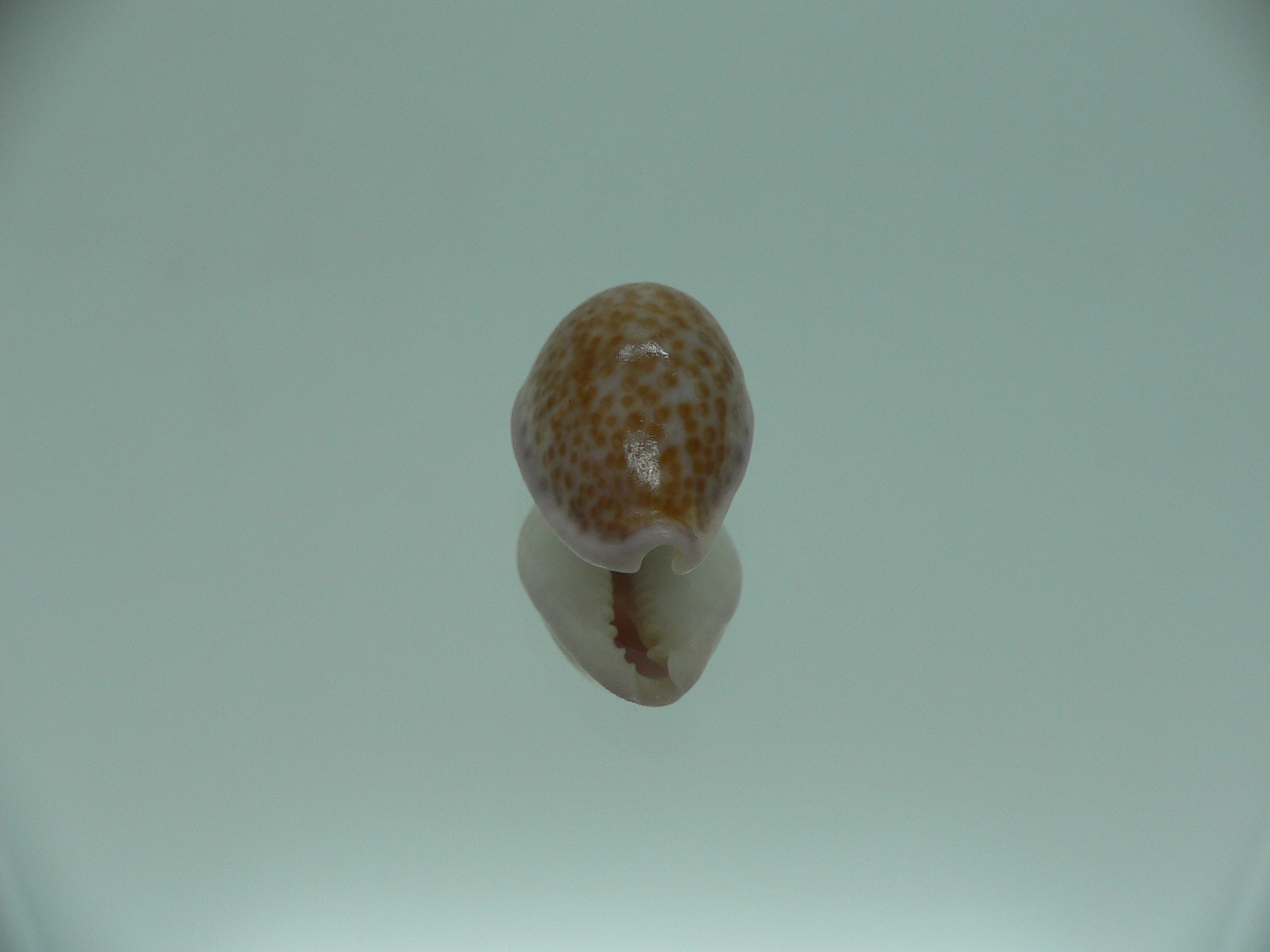Cypraea albuginosa RARE but Fresh dead 2