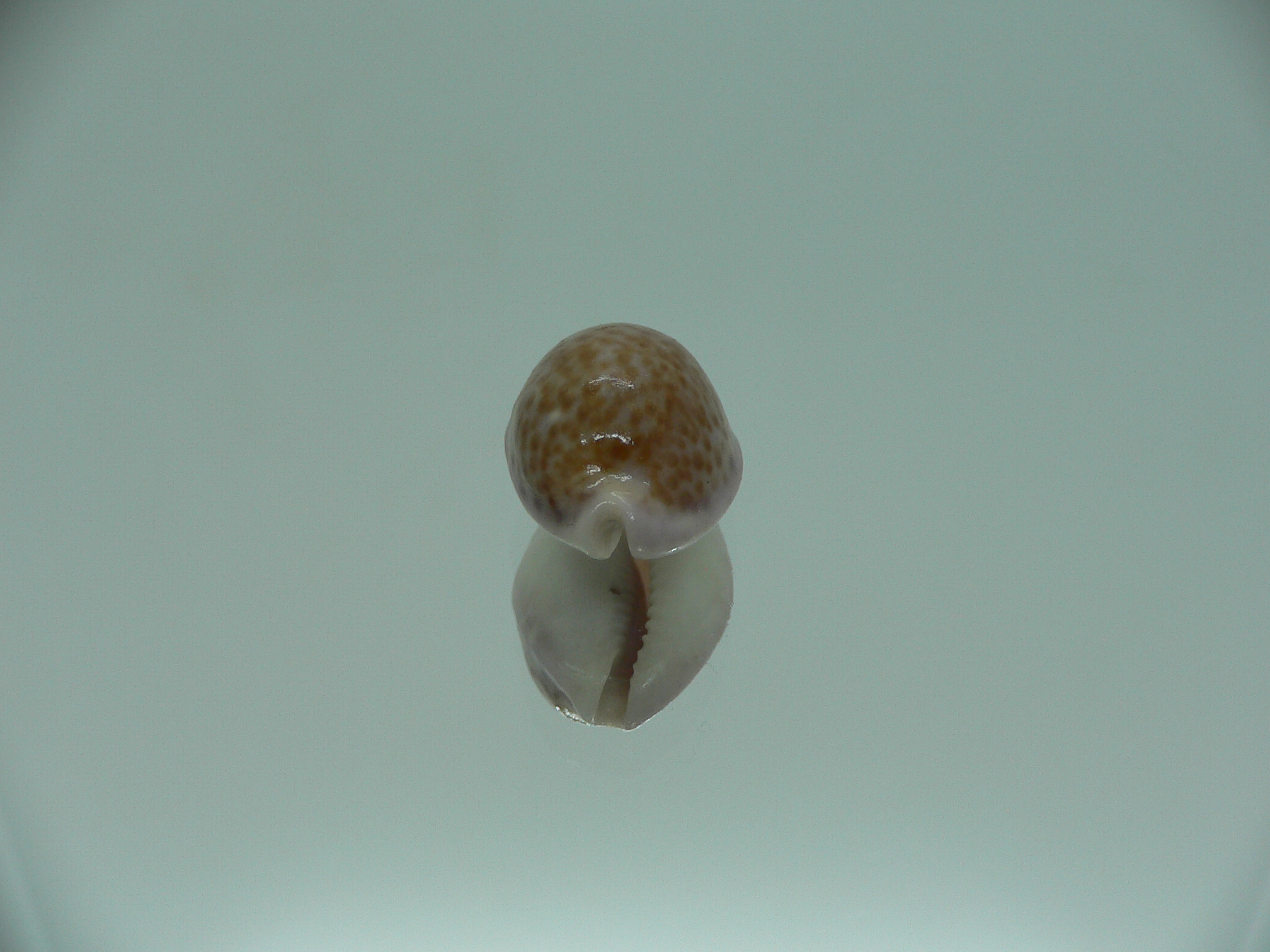 Cypraea albuginosa RARE but Fresh dead 2