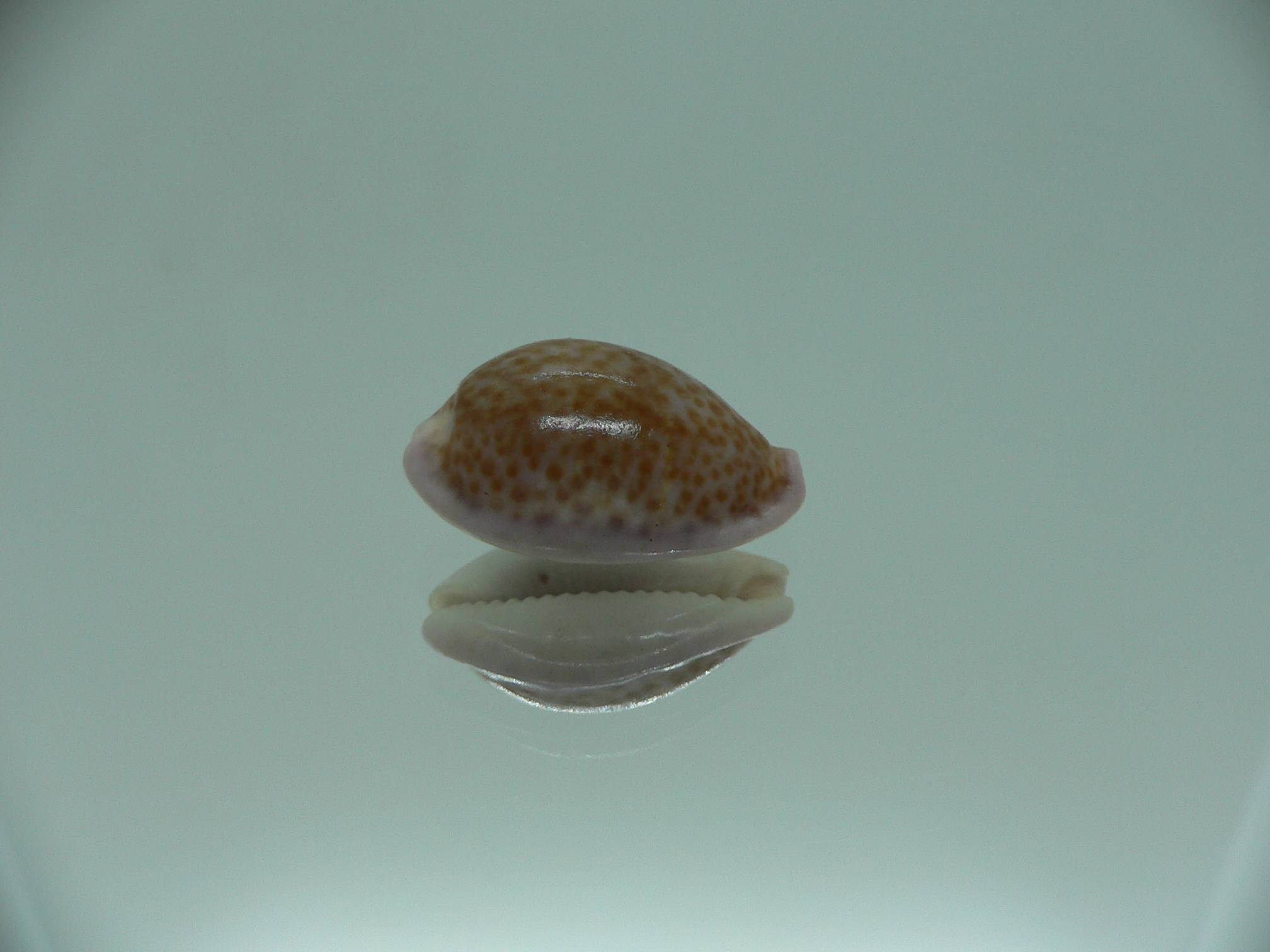 Cypraea albuginosa RARE but Fresh dead 2