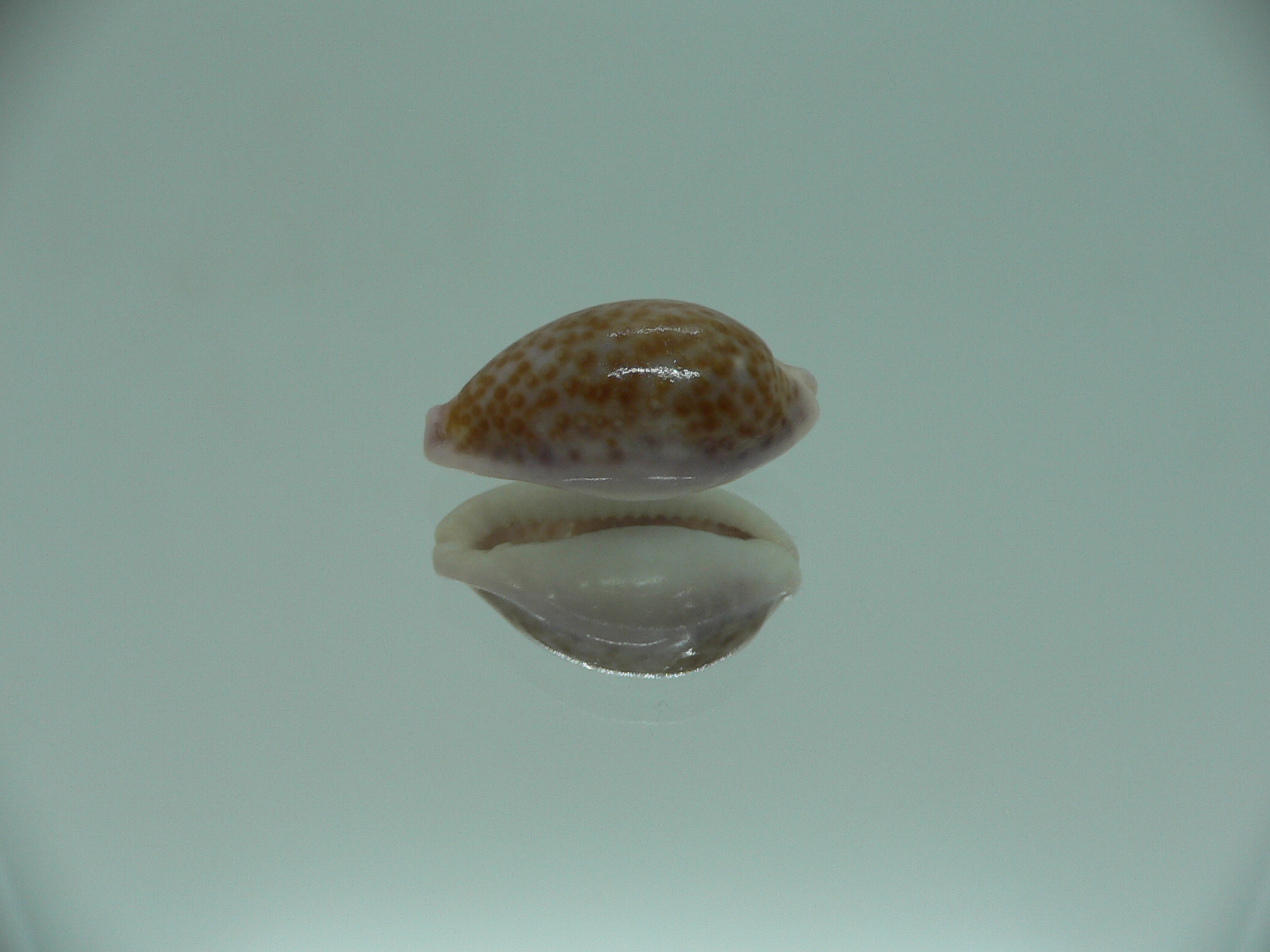 Cypraea albuginosa RARE but Fresh dead 2