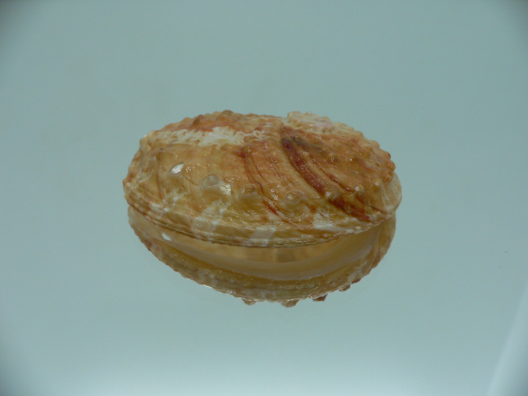 Haliotis ovina ovina BICOLOR
