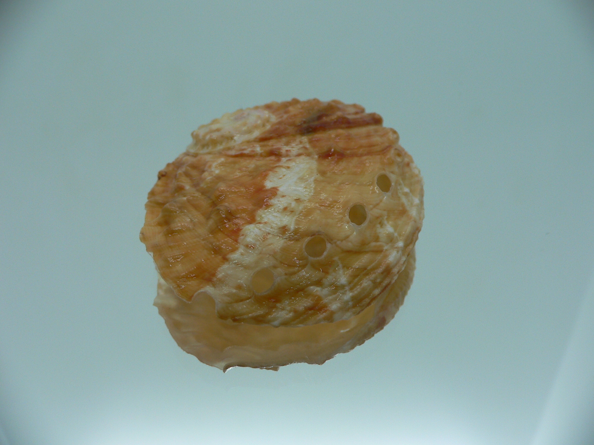 Haliotis ovina ovina BICOLOR