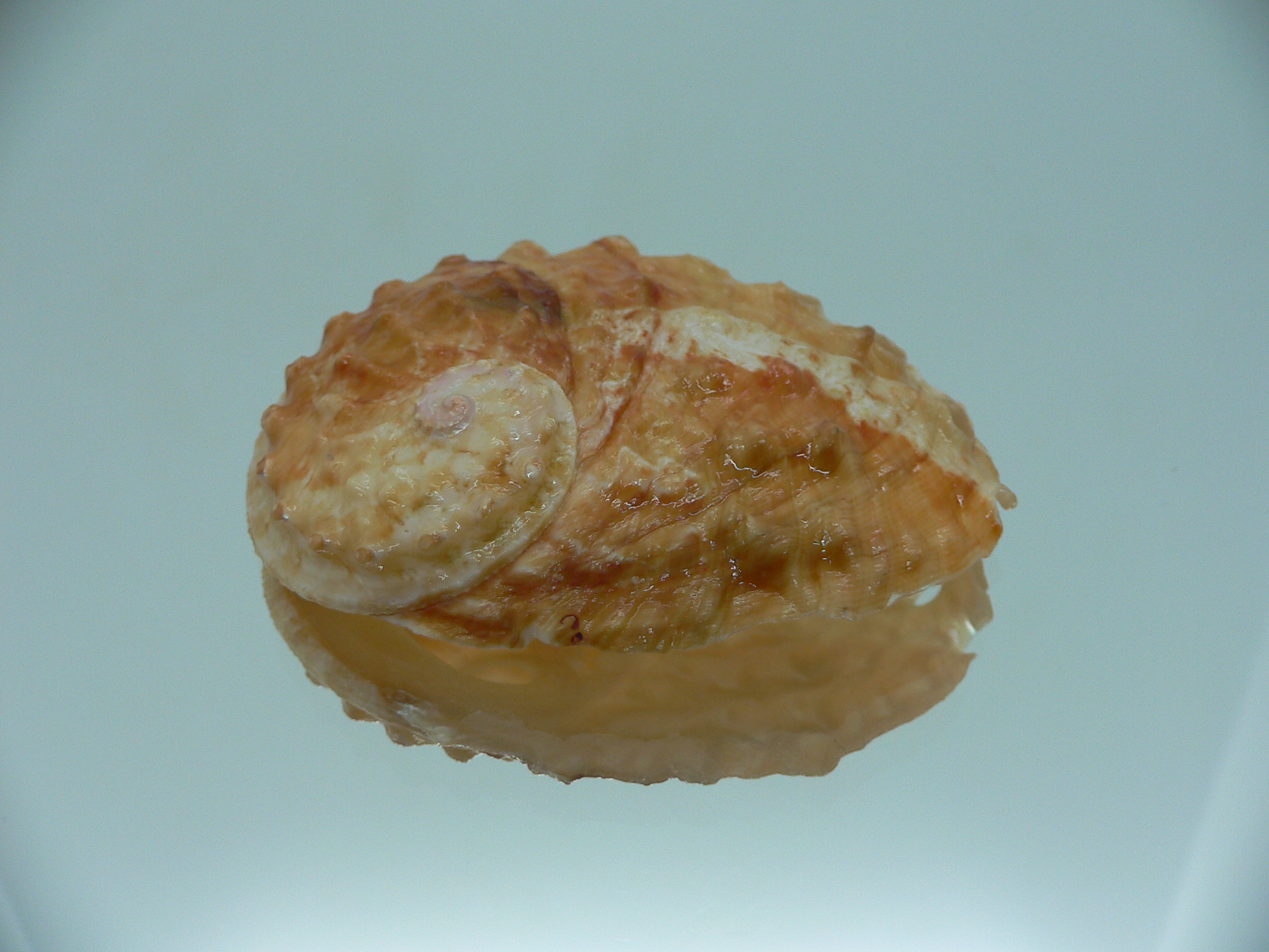 Haliotis ovina ovina BICOLOR