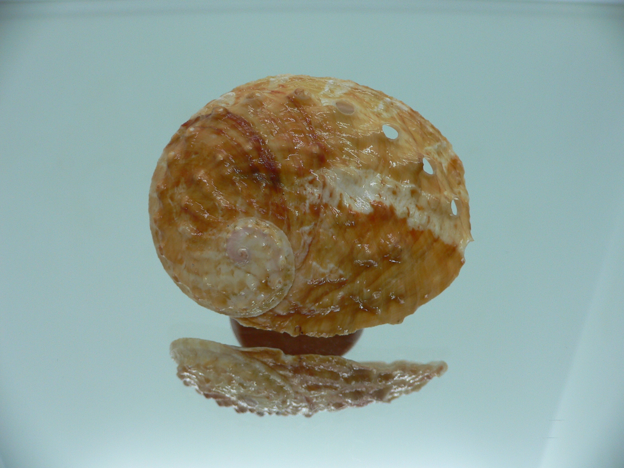 Haliotis ovina ovina BICOLOR