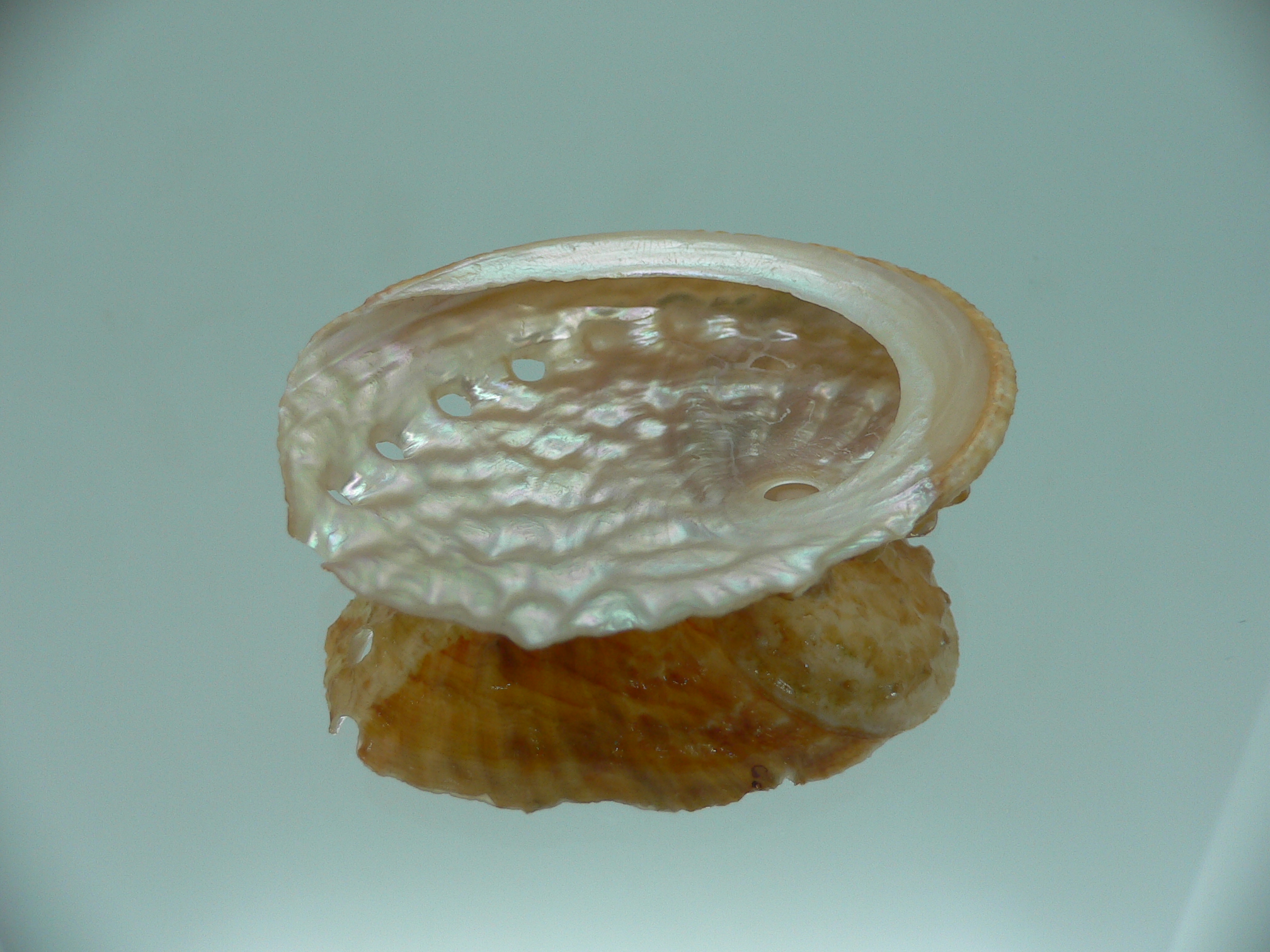 Haliotis ovina ovina BICOLOR