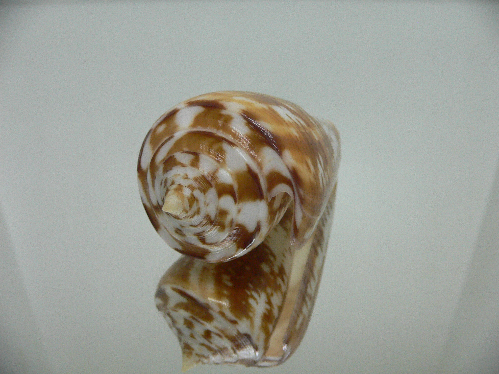 Conus amadis amadis UNUSUAL COLORING