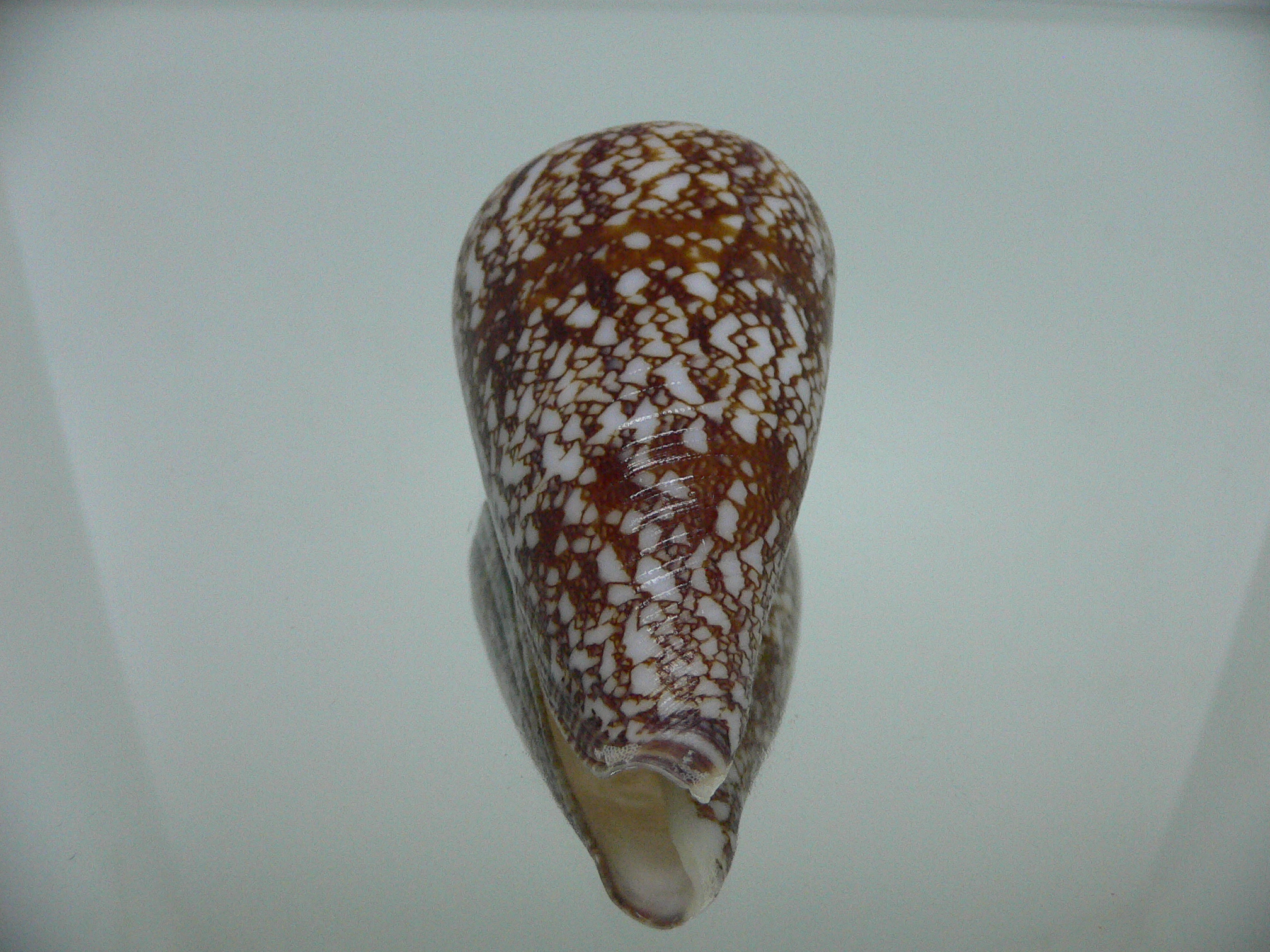 Conus amadis amadis BIG & DARK