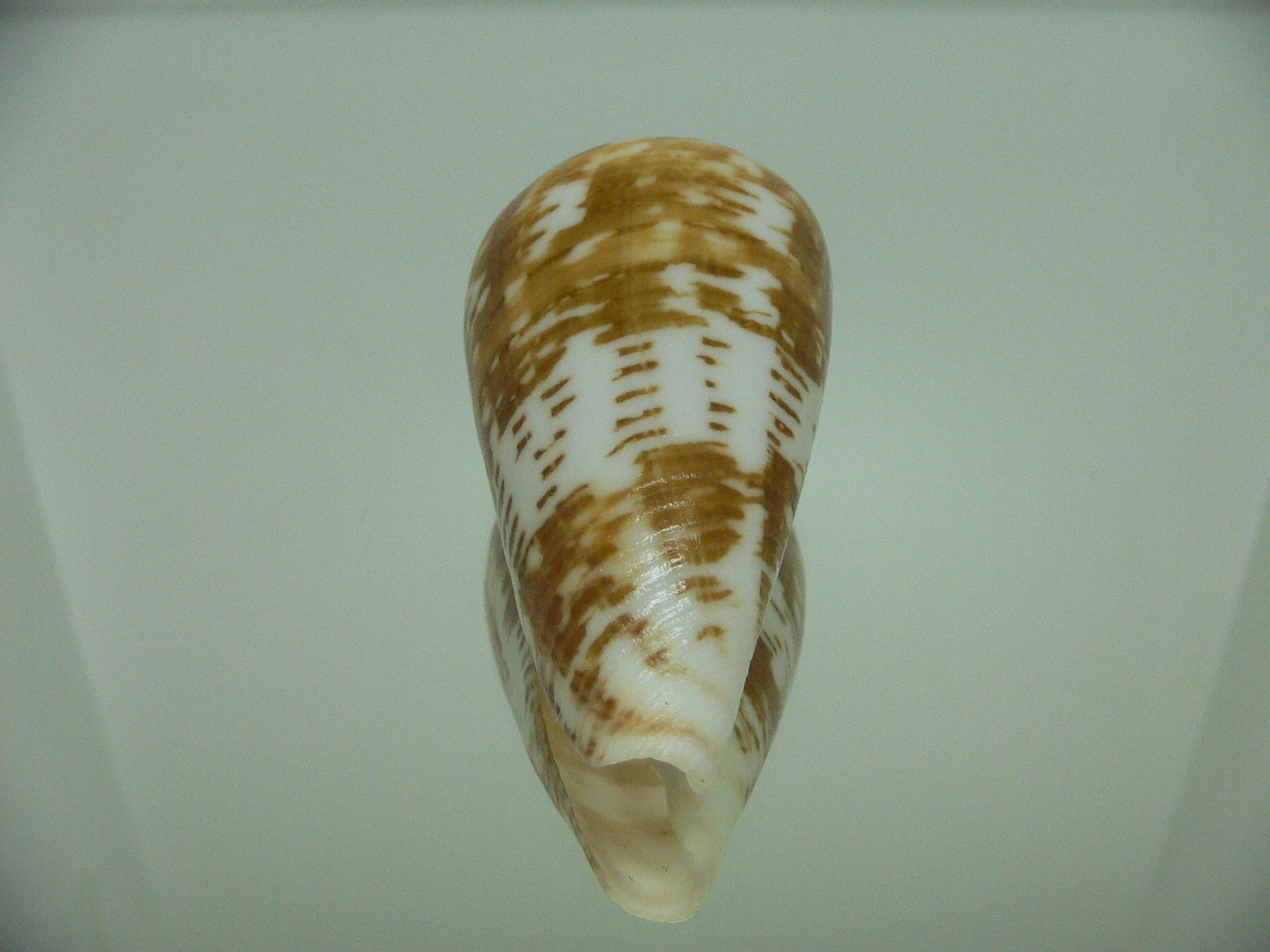 Conus amadis amadis UNUSUAL COLORING