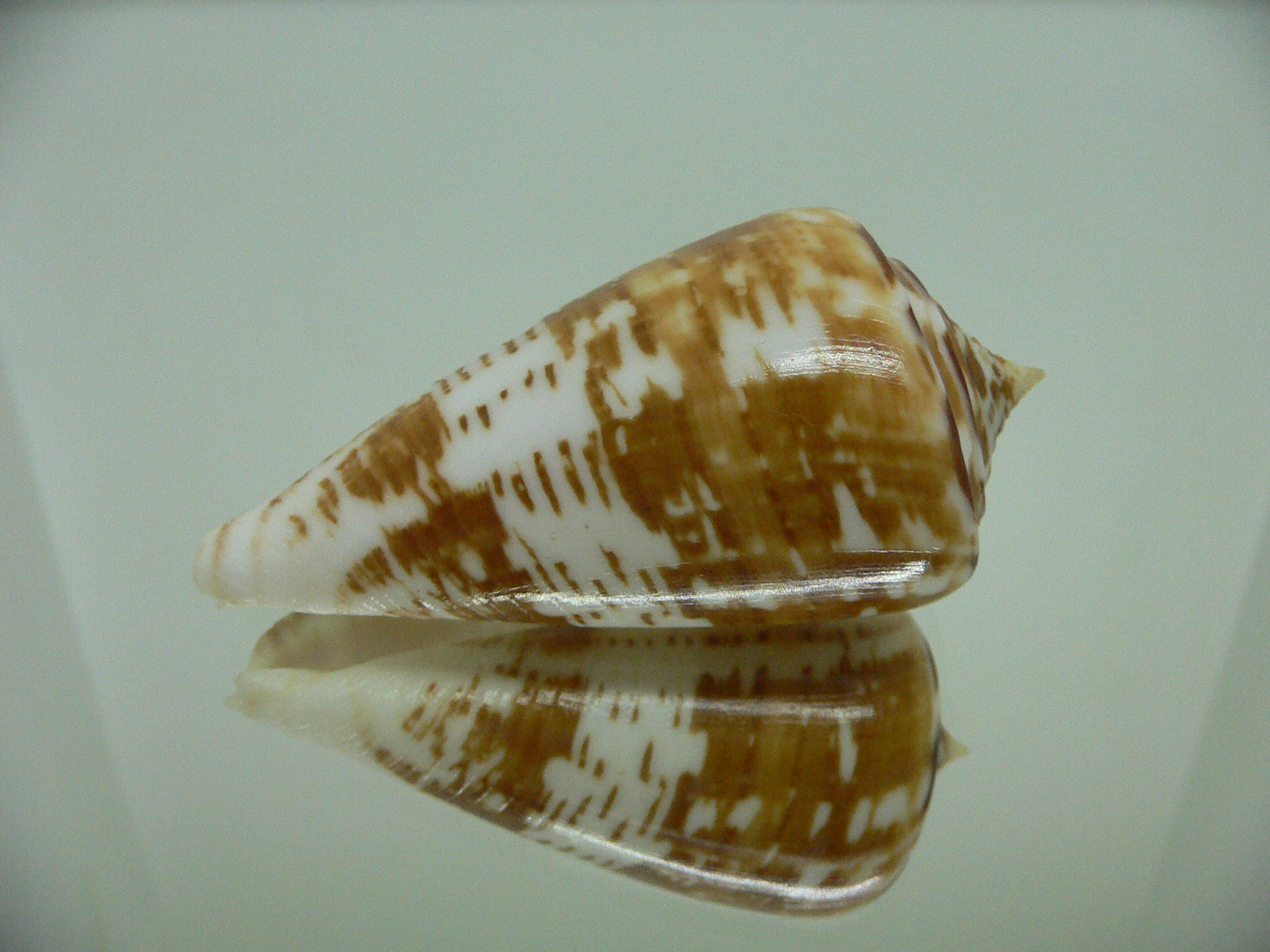 Conus amadis amadis UNUSUAL COLORING