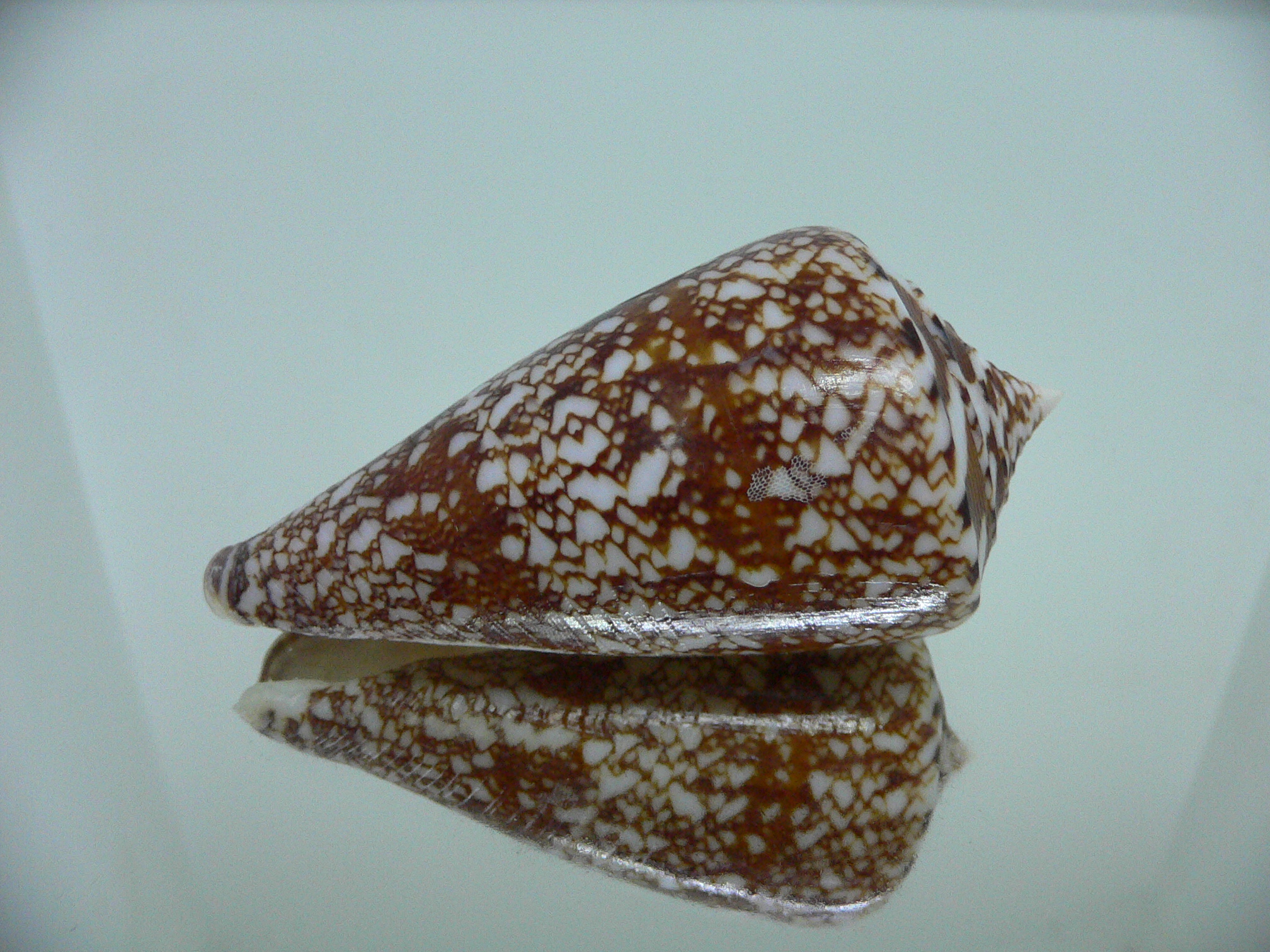 Conus amadis amadis BIG & DARK