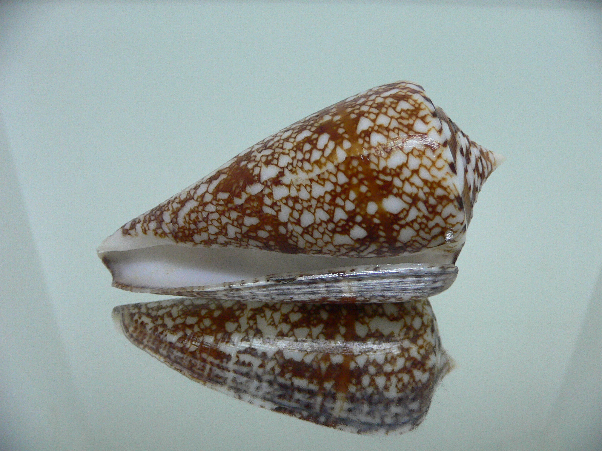 Conus amadis amadis BIG & DARK