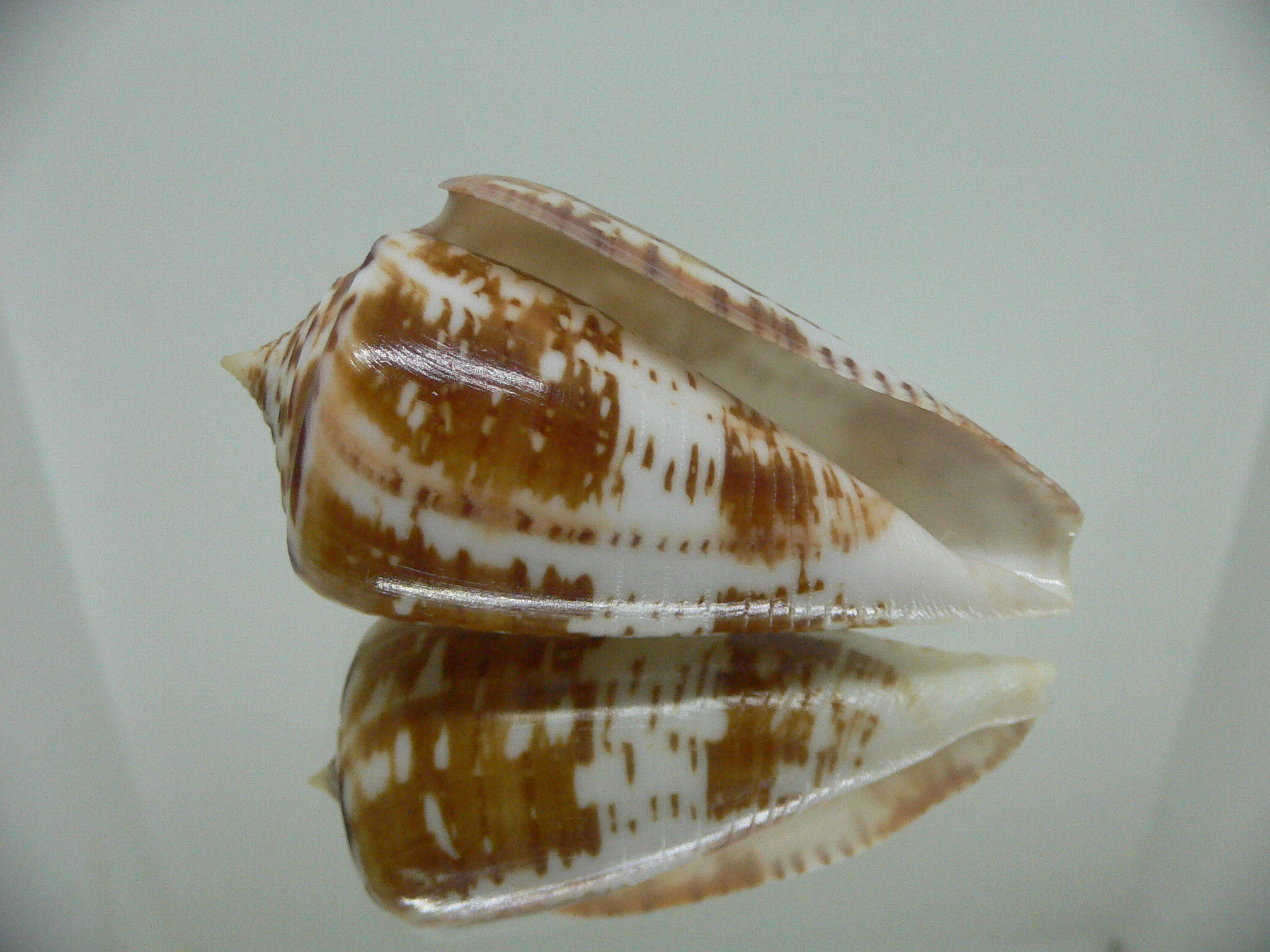 Conus amadis amadis UNUSUAL COLORING