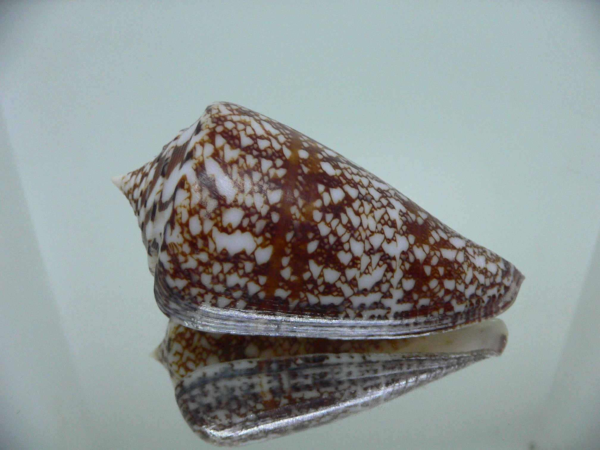 Conus amadis amadis BIG & DARK