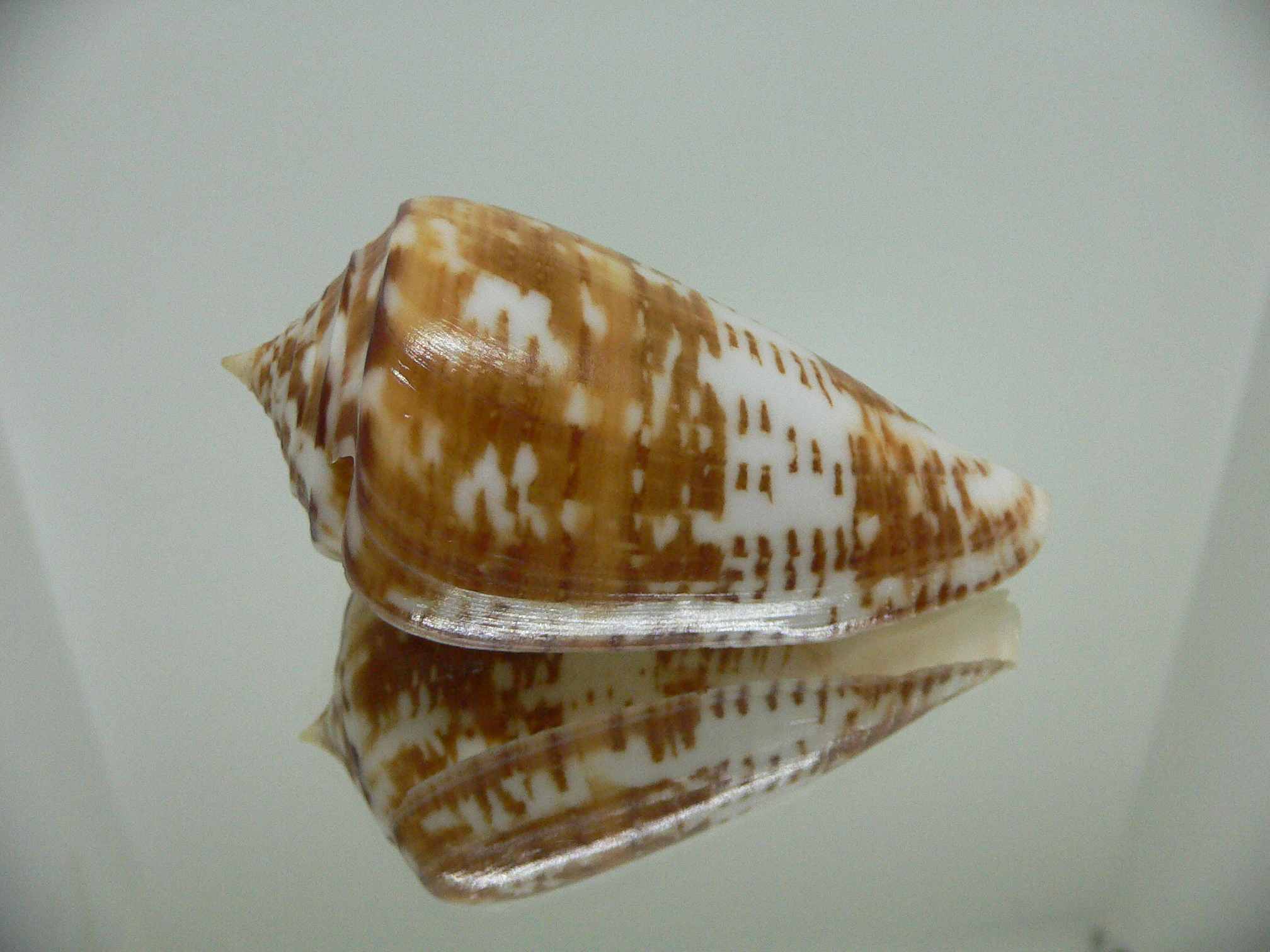 Conus amadis amadis UNUSUAL COLORING