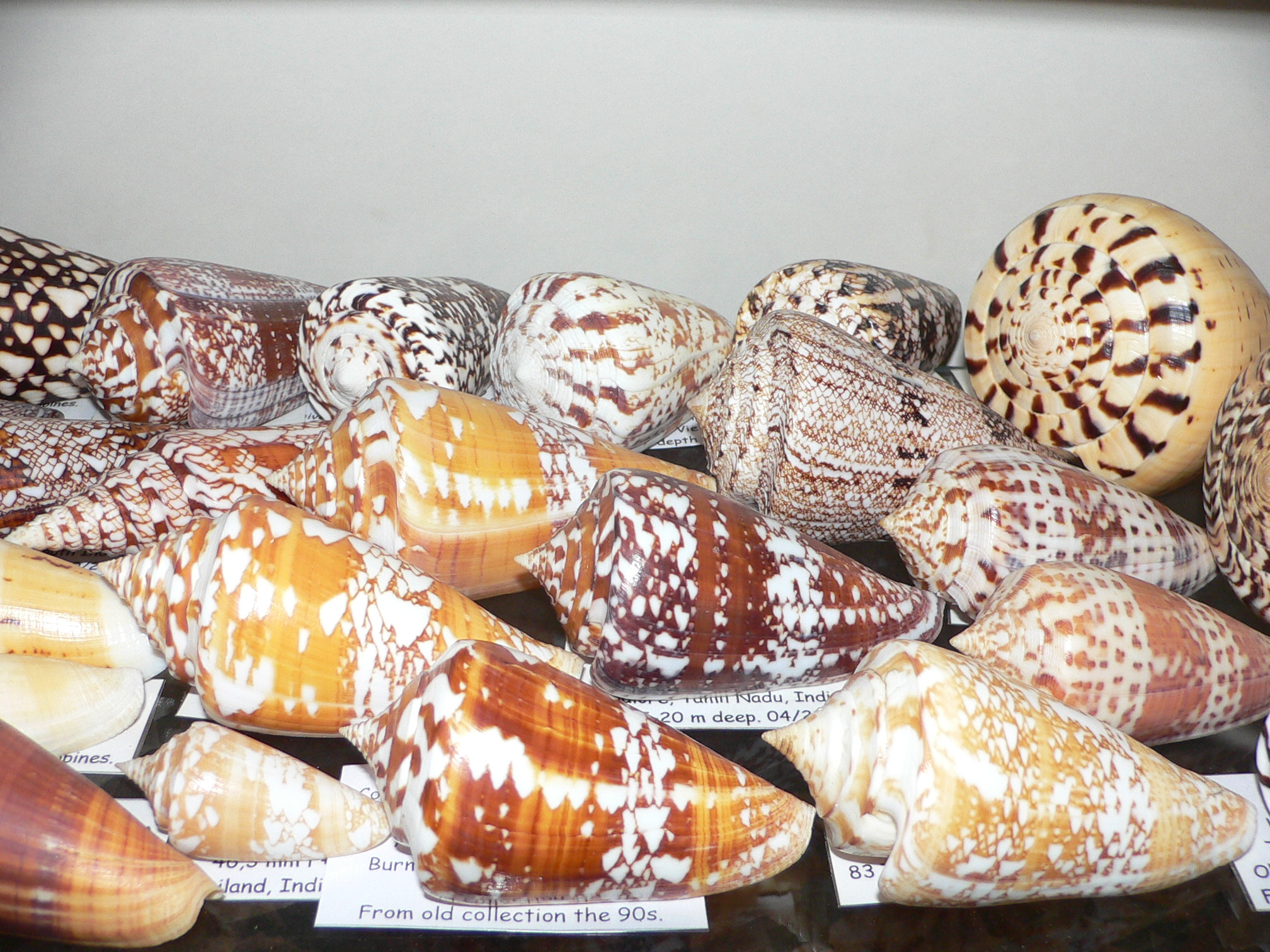 Conus amadis amadis UNUSUAL COLORING