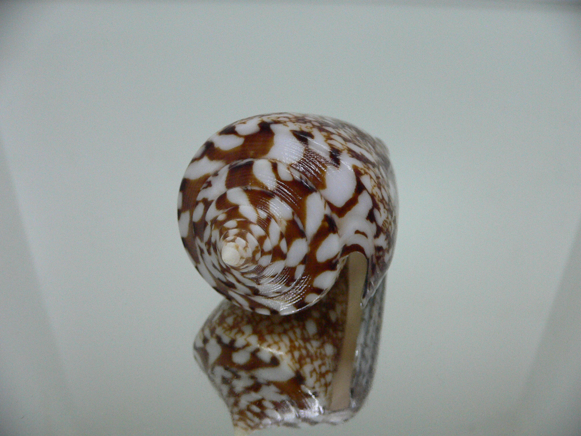 Conus amadis amadis BIG & DARK