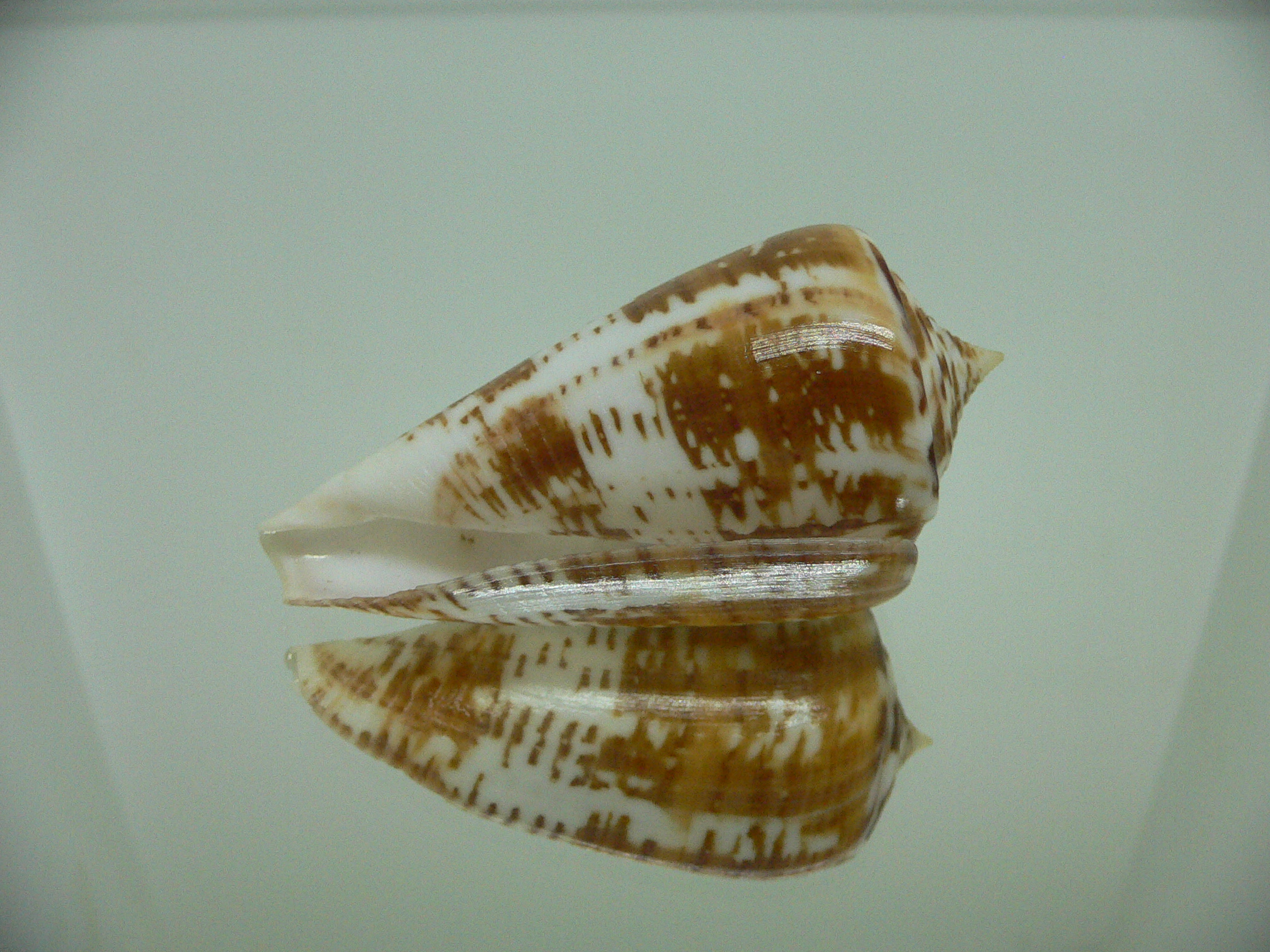 Conus amadis amadis UNUSUAL COLORING