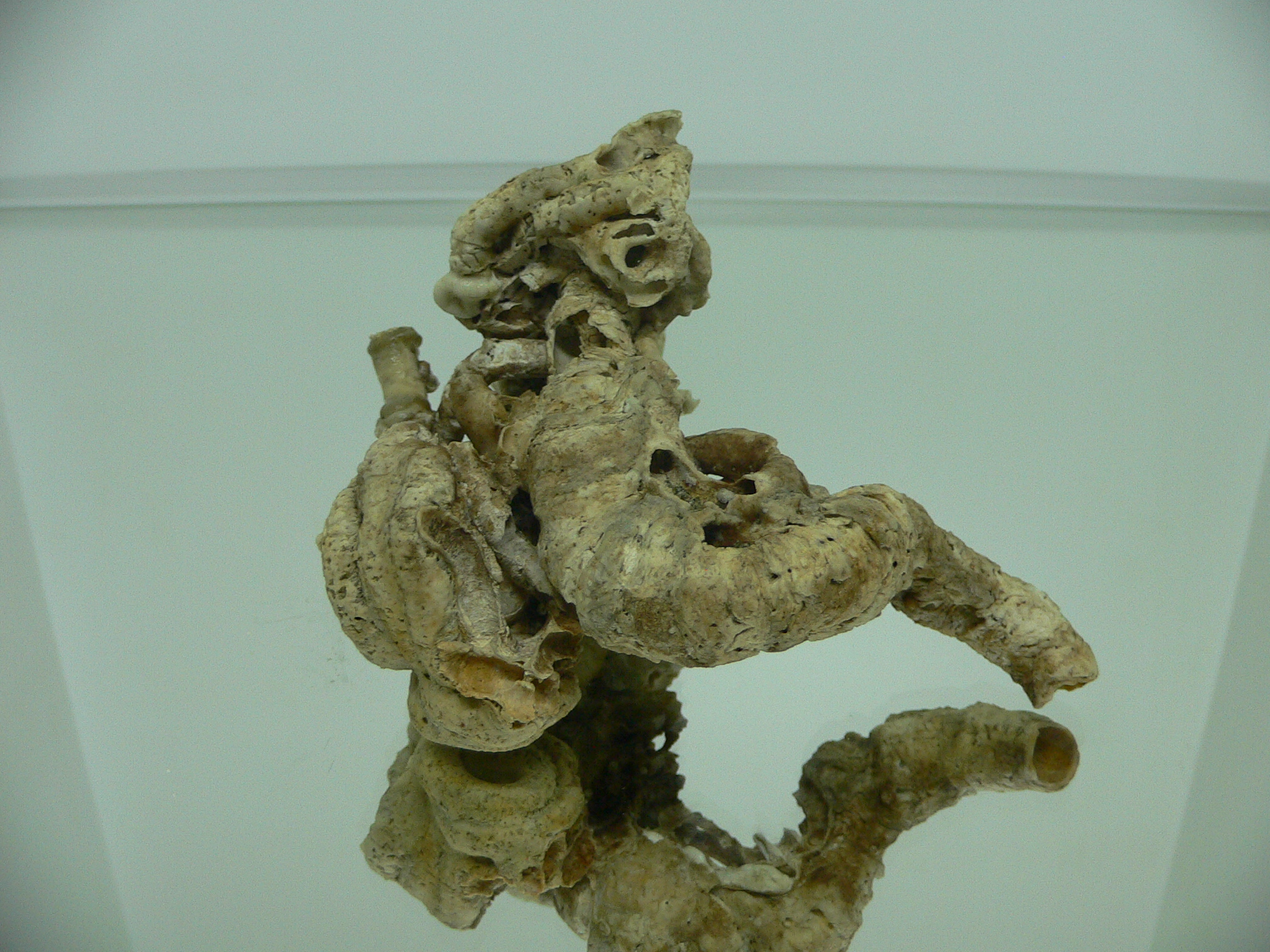Колония Serpula SP. HIGH