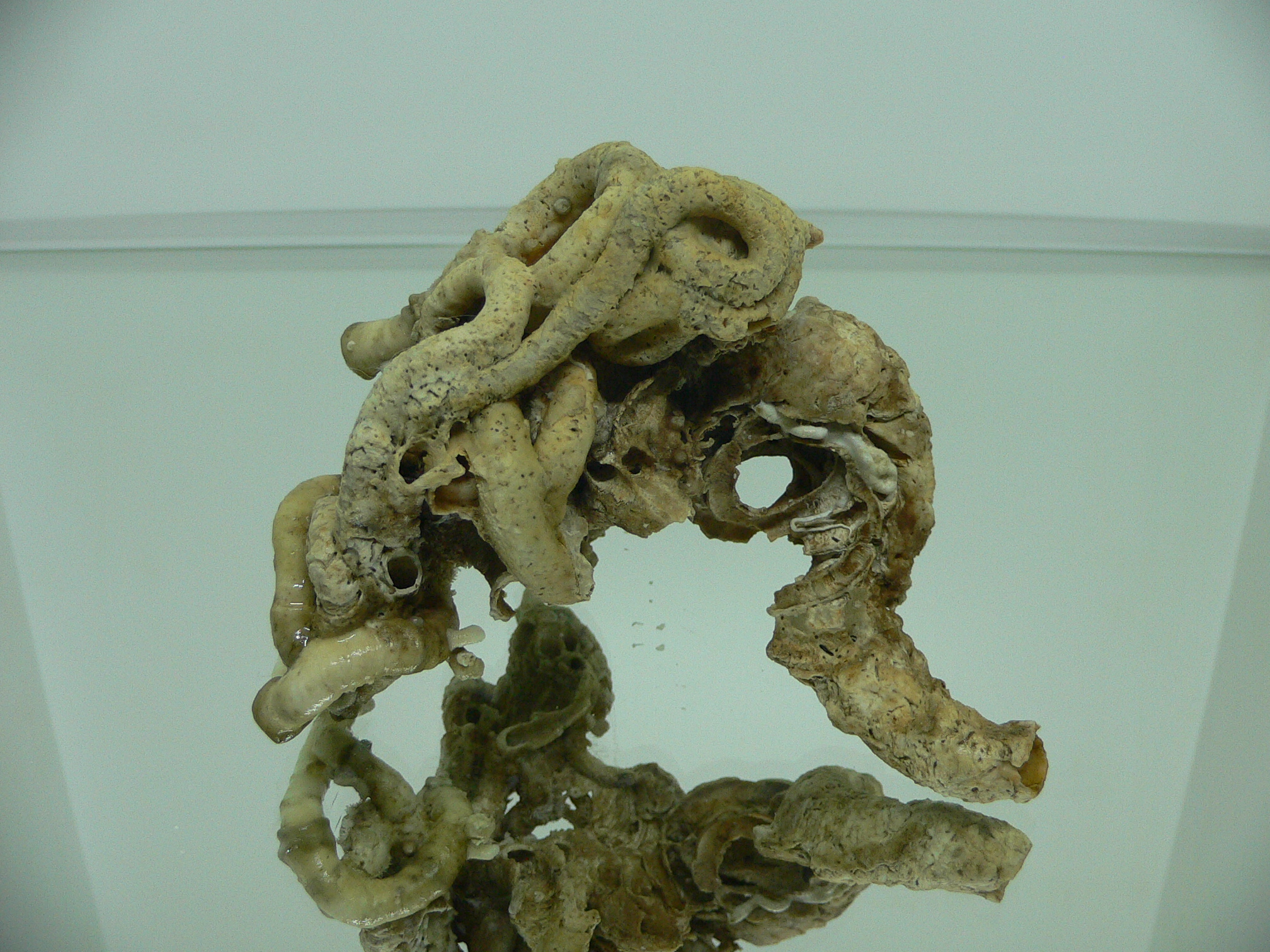 Колония Serpula SP. HIGH