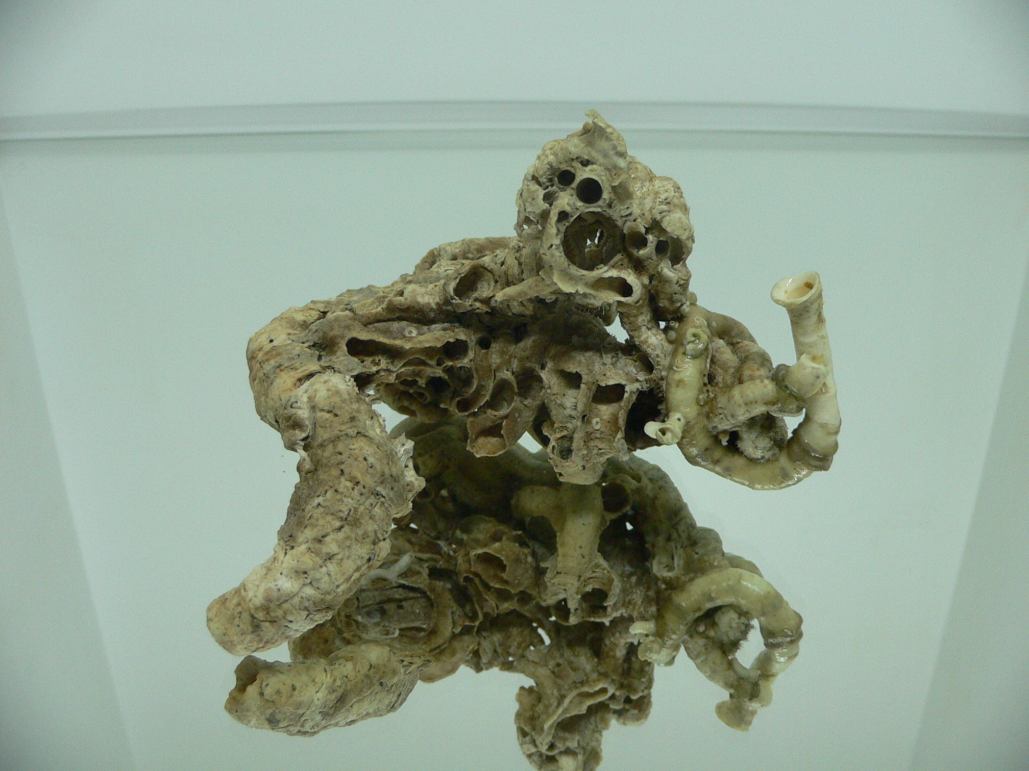 Колония Serpula SP. HIGH