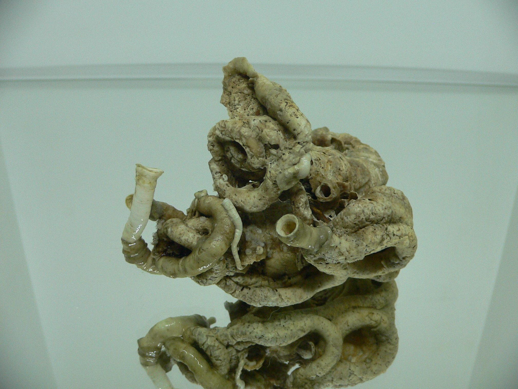 Колония Serpula SP. HIGH