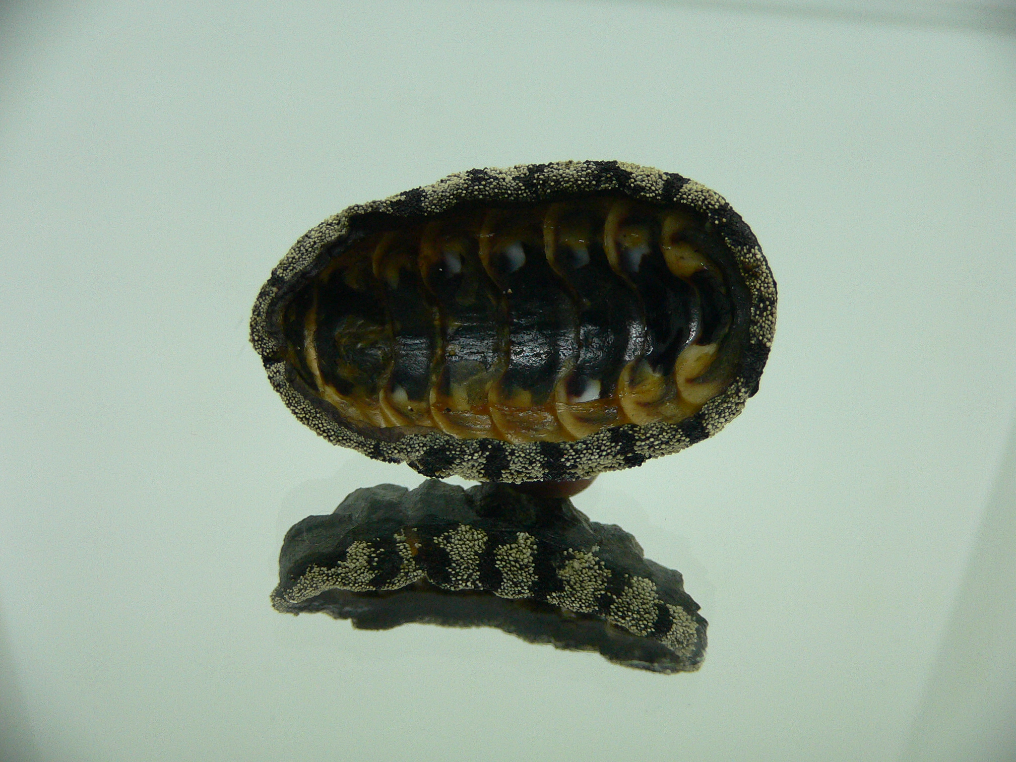 Liolophura gaimardi BIG