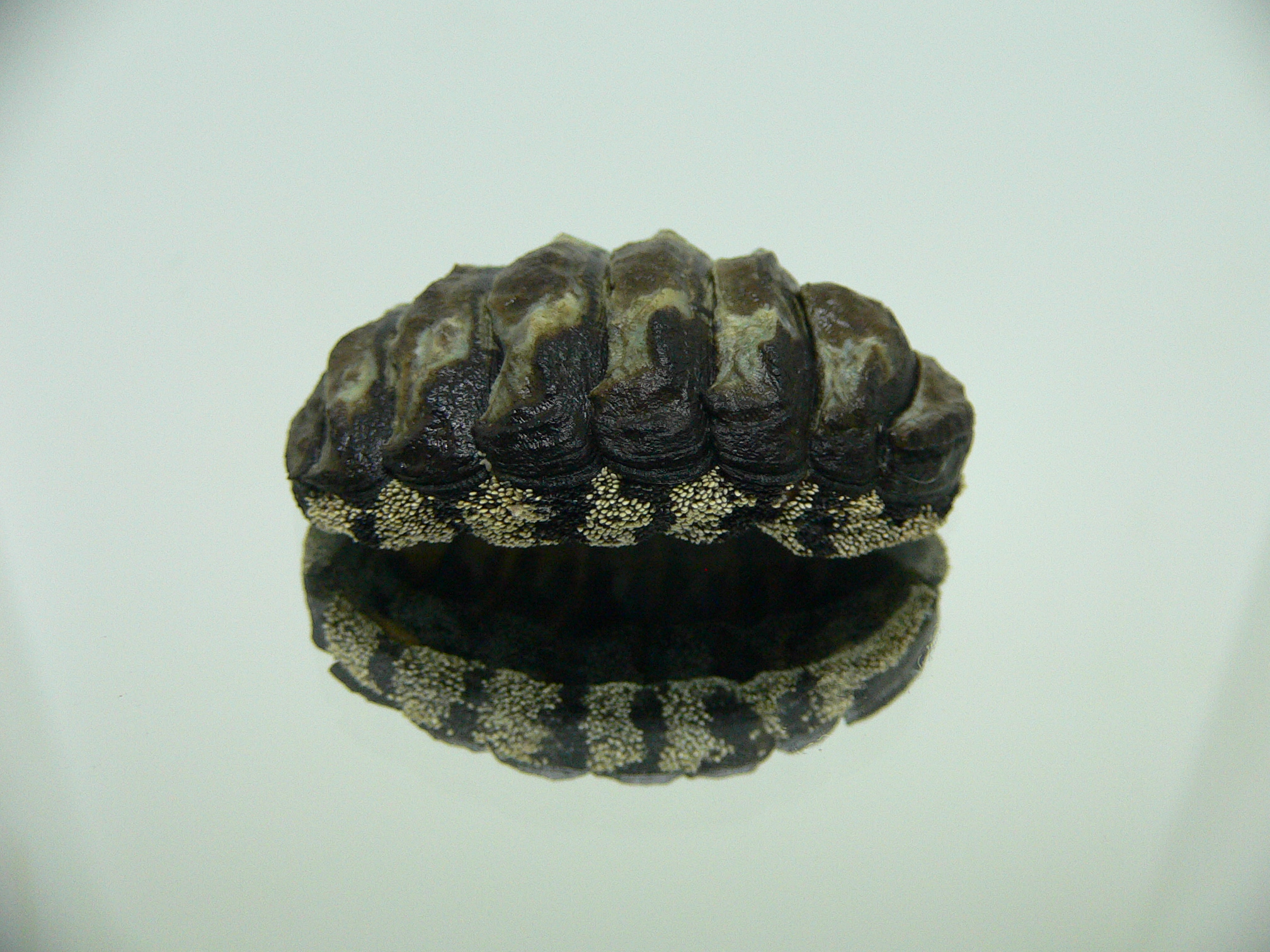 Liolophura gaimardi BIG