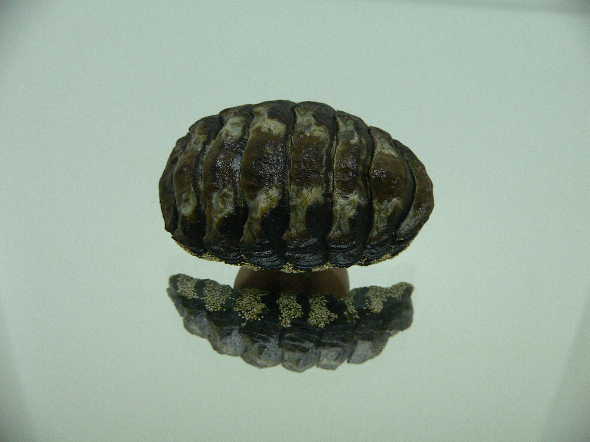 Liolophura gaimardi BIG