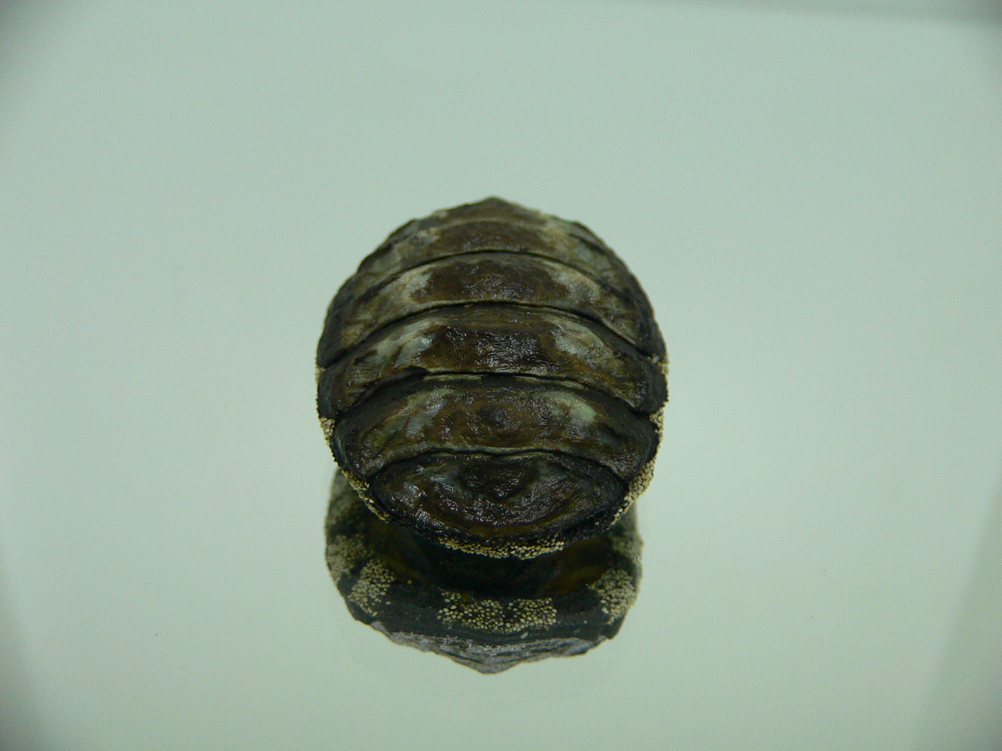 Liolophura gaimardi BIG