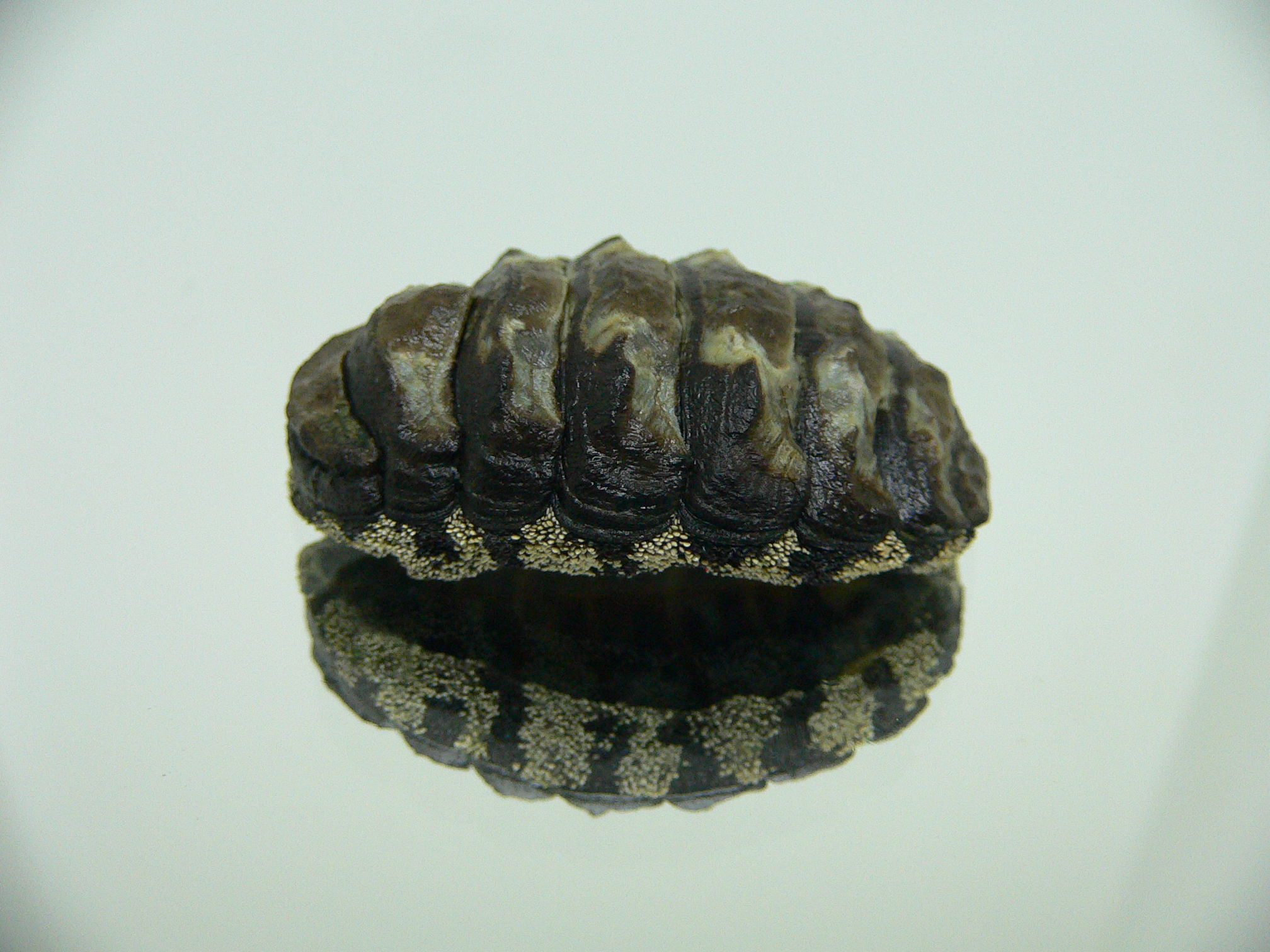 Liolophura gaimardi BIG