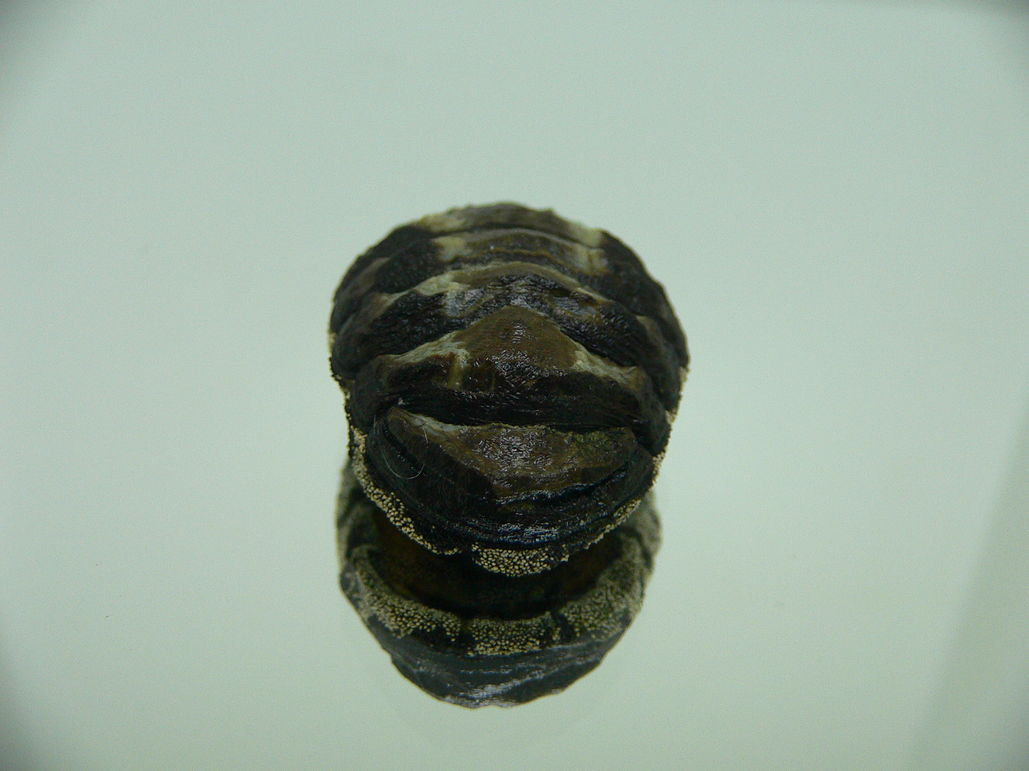 Liolophura gaimardi BIG