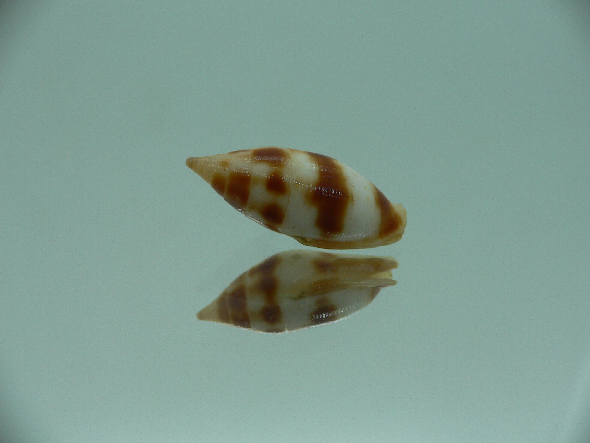 Nebularia coarctata