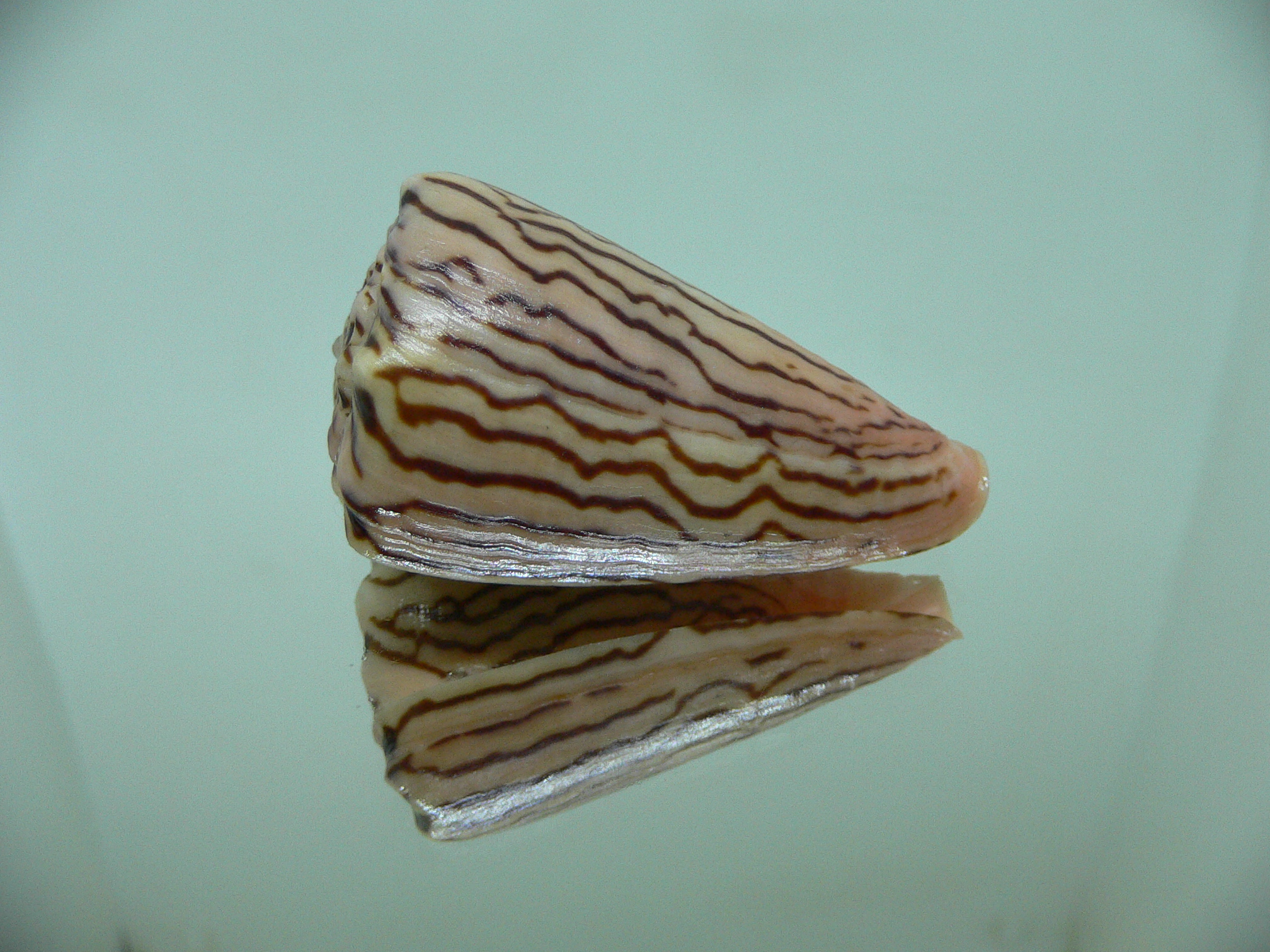 Conus princeps ZIGZAG