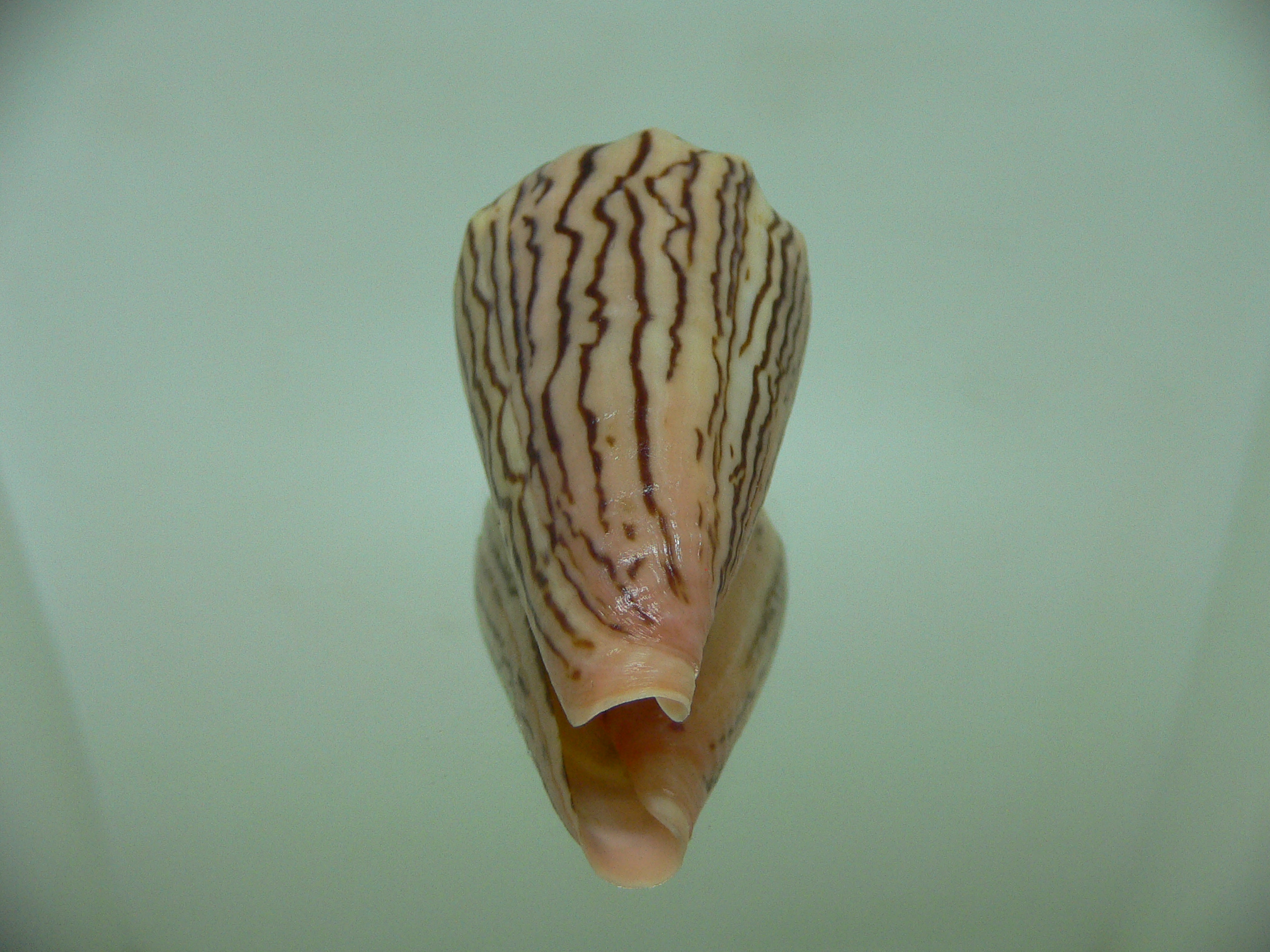 Conus princeps ZIGZAG