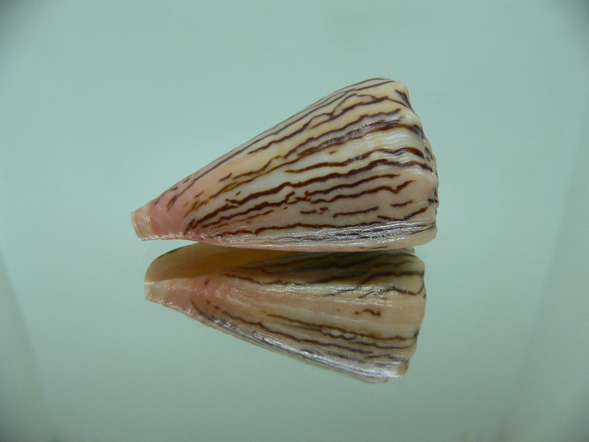 Conus princeps ZIGZAG