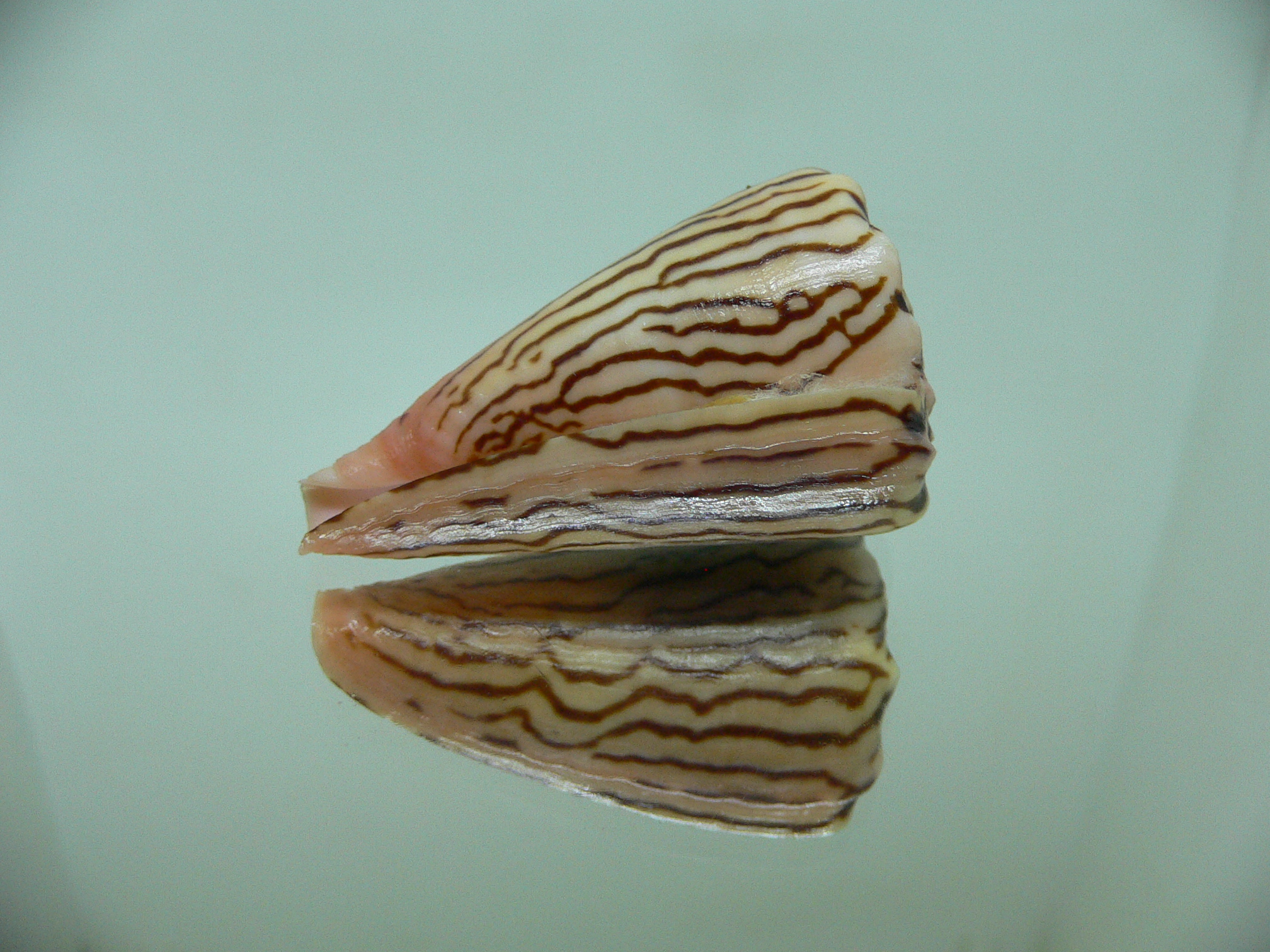 Conus princeps ZIGZAG