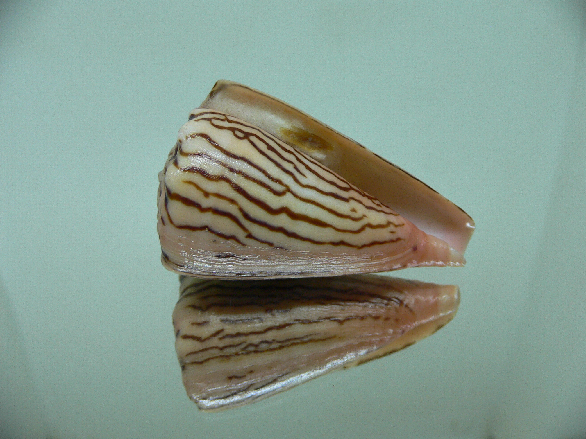 Conus princeps ZIGZAG