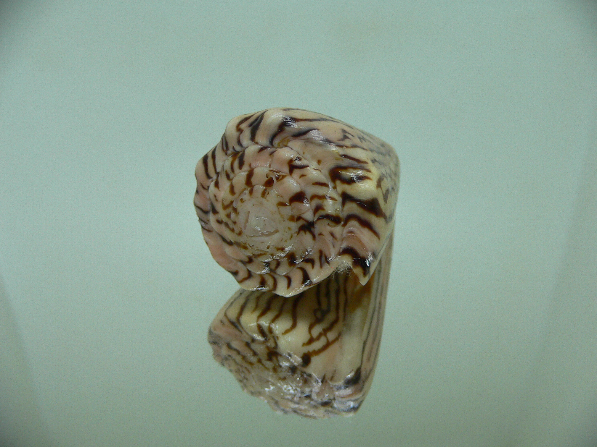 Conus princeps ZIGZAG