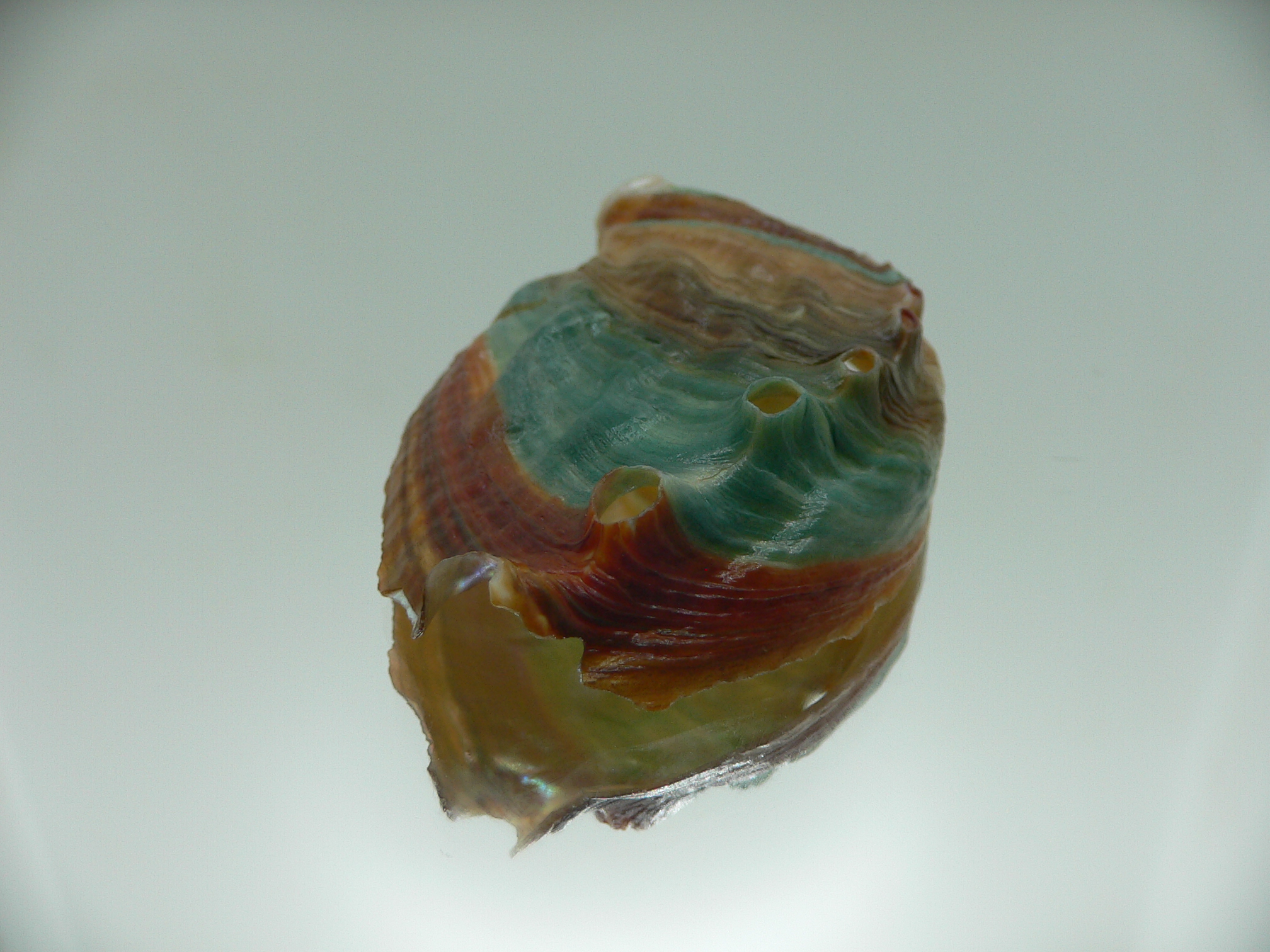 Haliotis discus hannai BRIGHT & COLORFUL