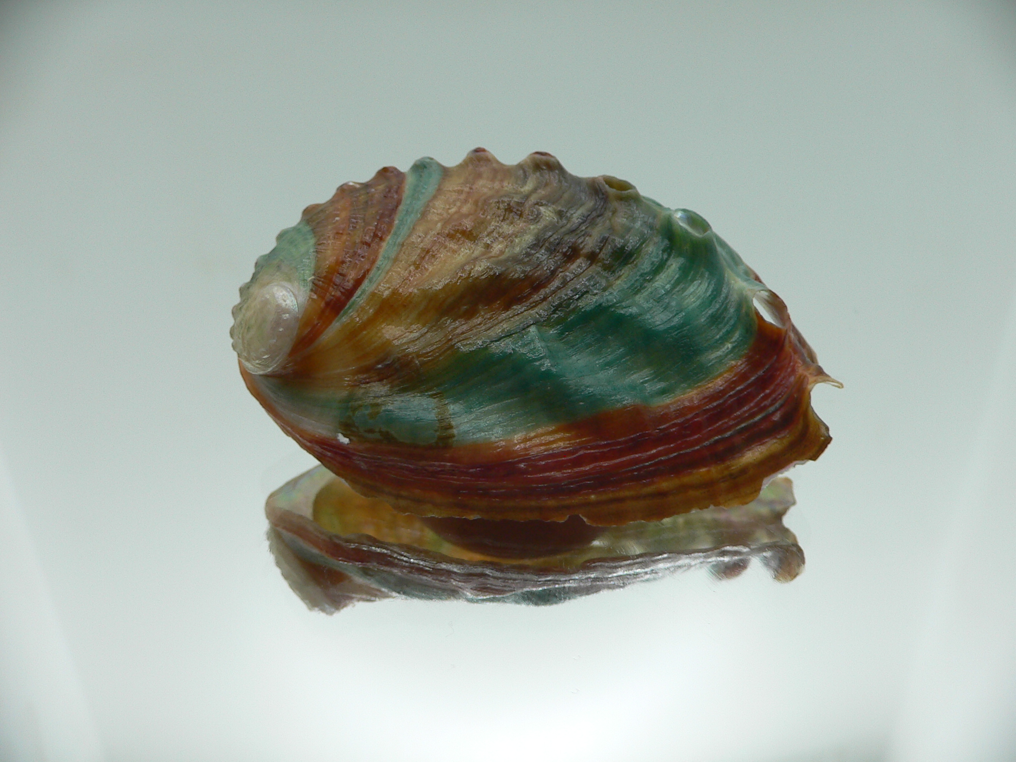 Haliotis discus hannai BRIGHT & COLORFUL