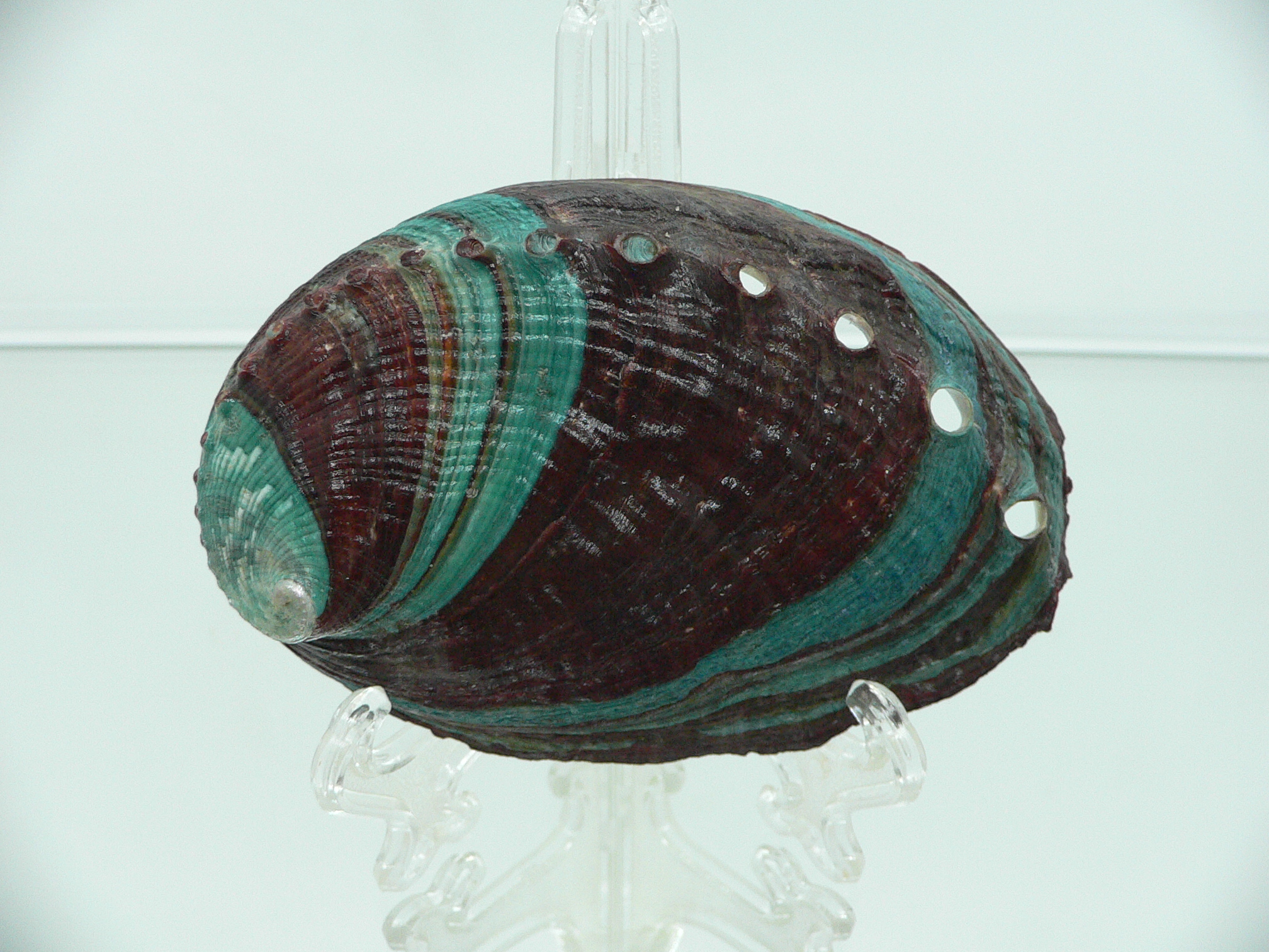 Haliotis discus hannai BRIGHT & COLORFUL