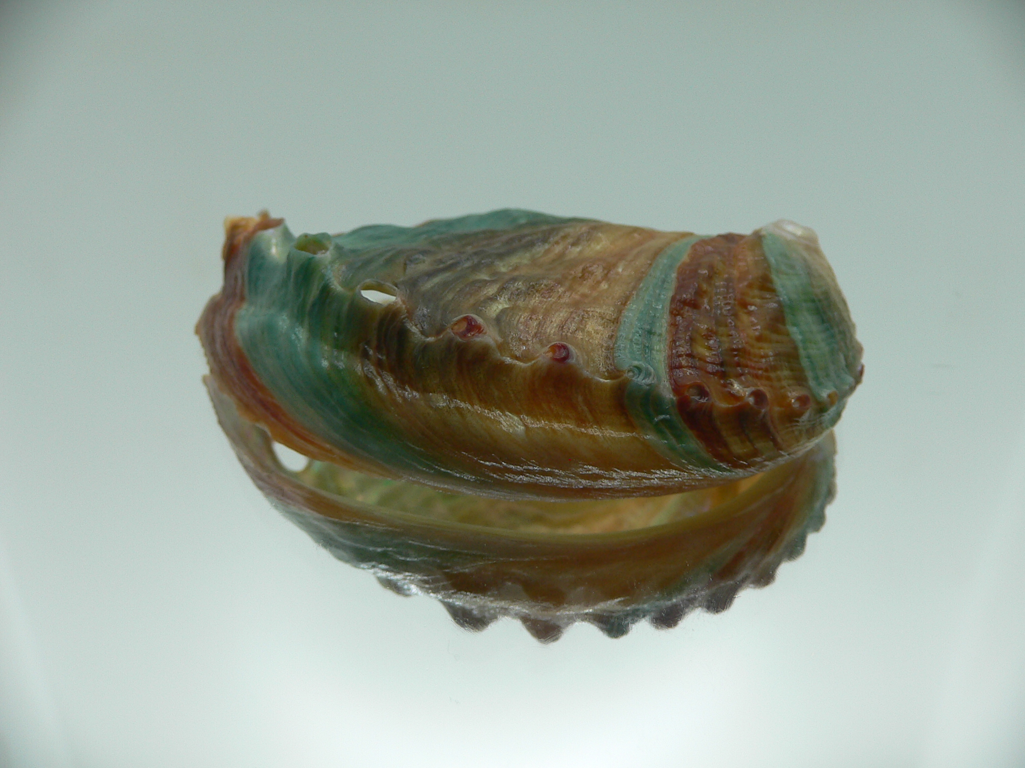 Haliotis discus hannai BRIGHT & COLORFUL