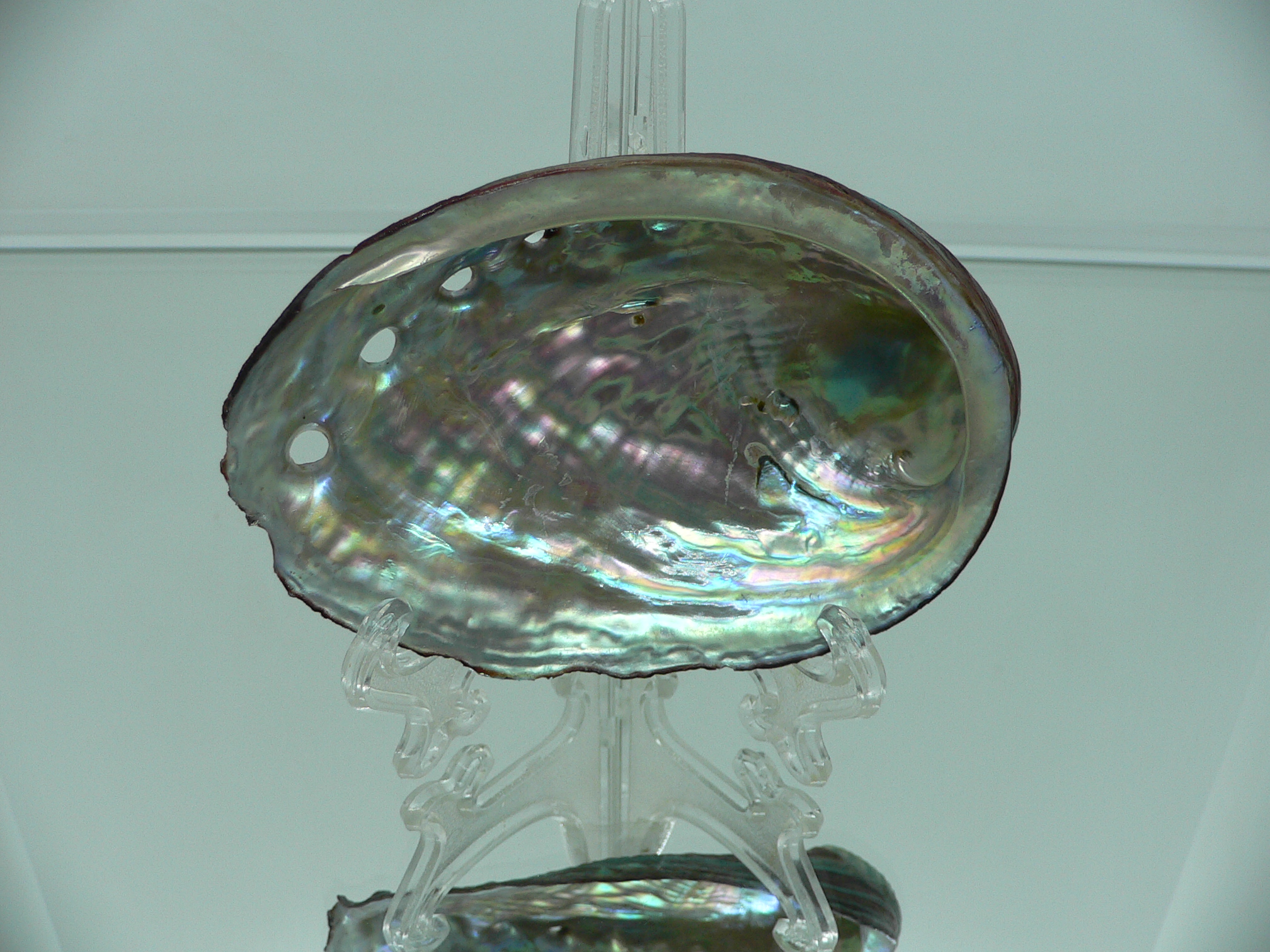 Haliotis discus hannai BRIGHT & COLORFUL
