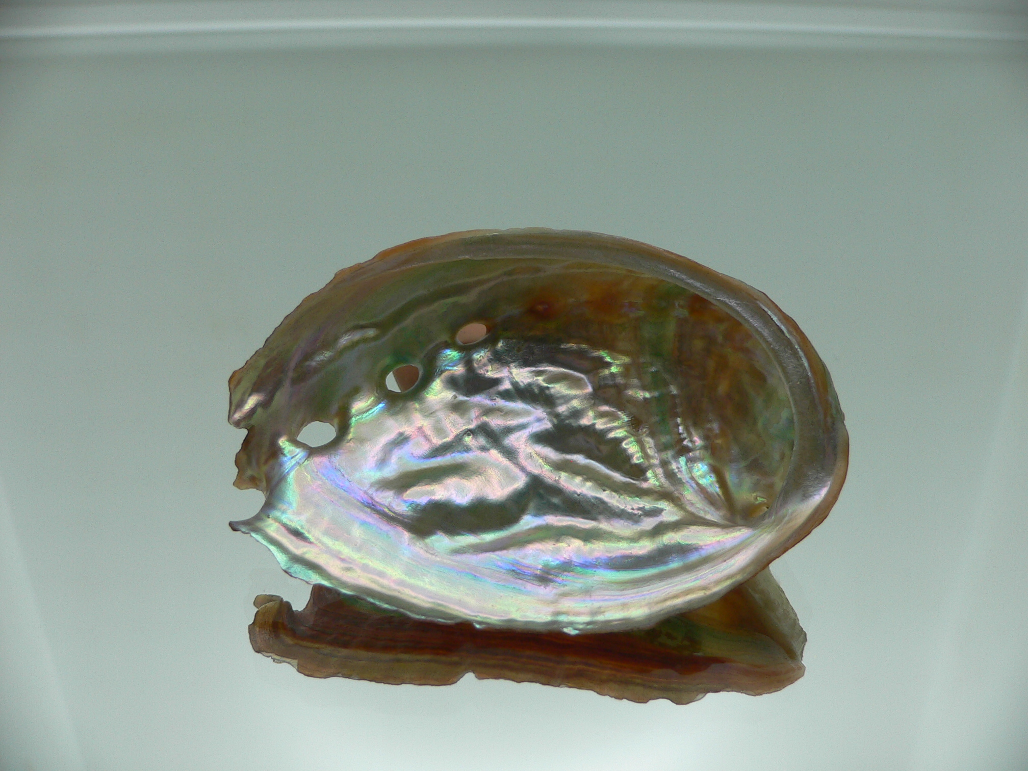 Haliotis discus hannai BRIGHT & COLORFUL